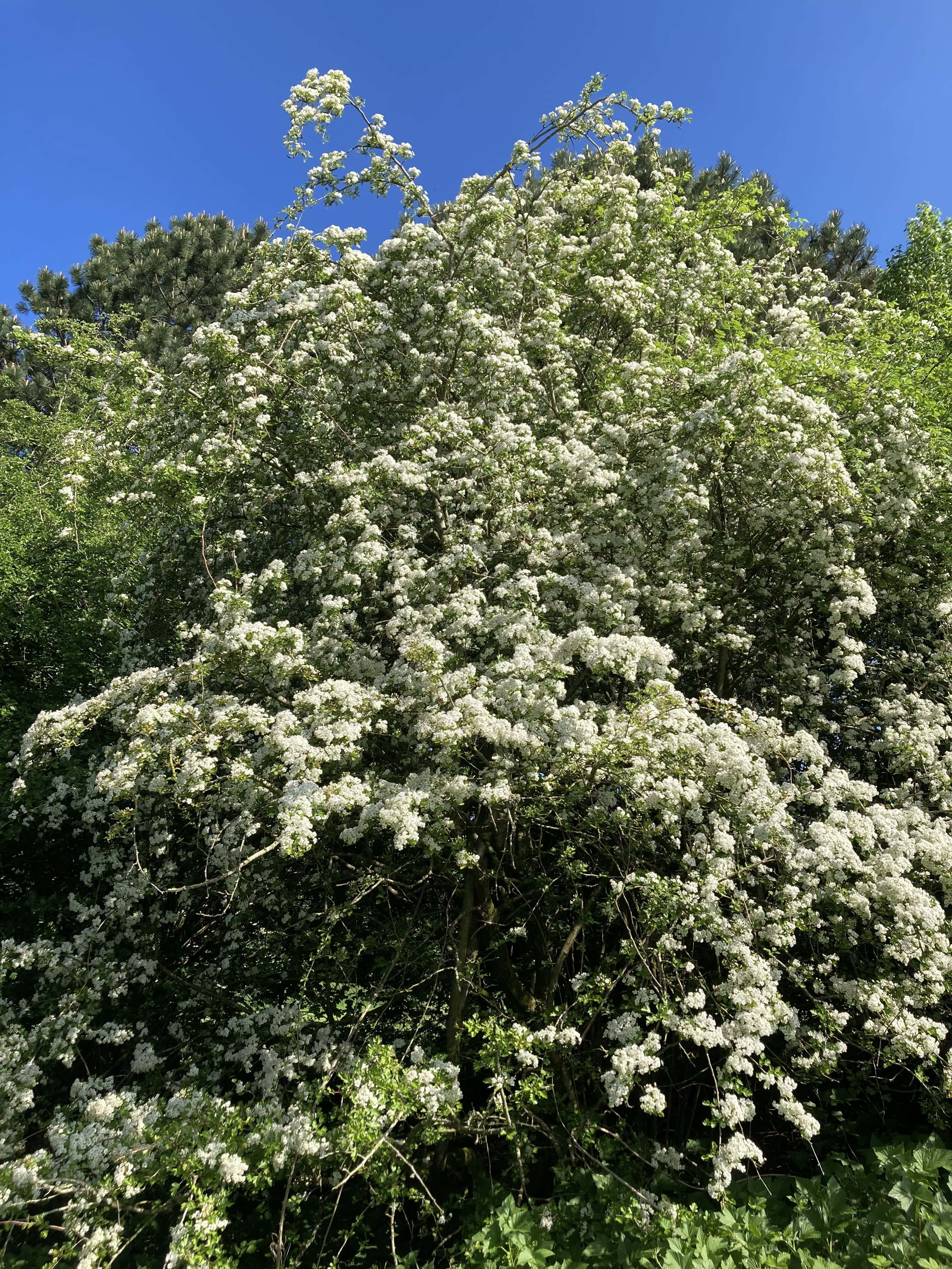 Hawthorn