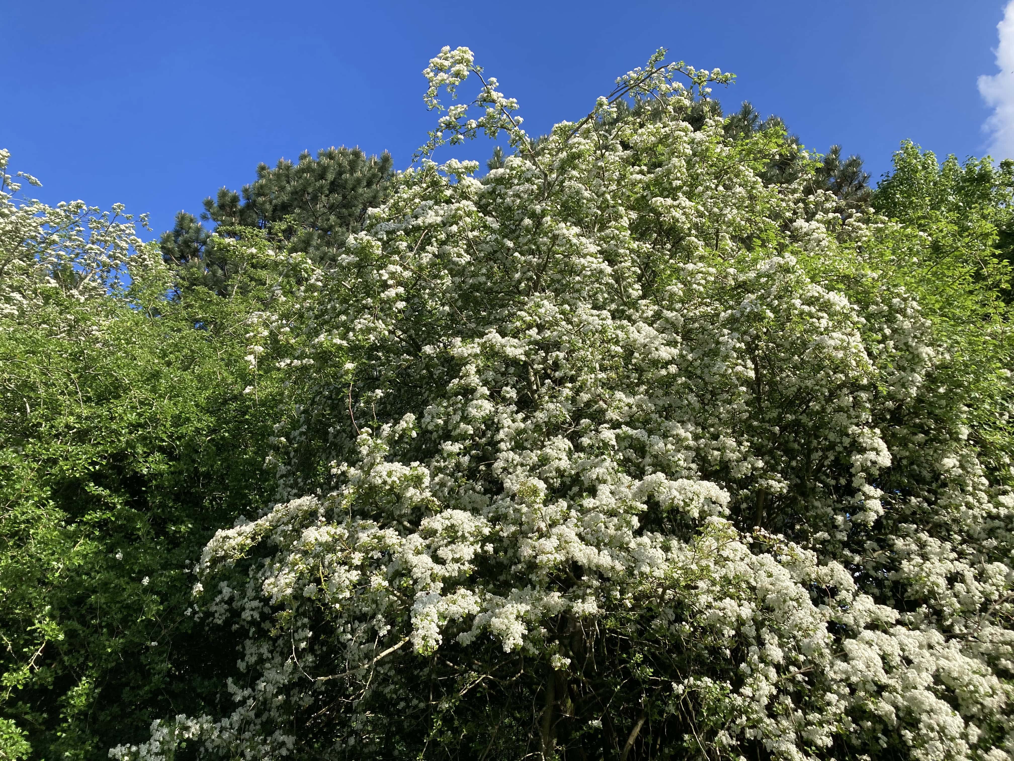 Photography and AI Fusion: Reimagining Hawthorn with Art-Nouveau Style — FOTD Jun 27