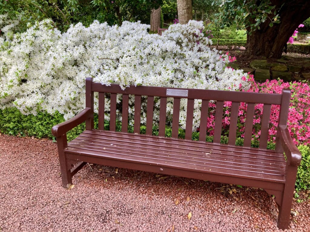 Bench & Azaleas