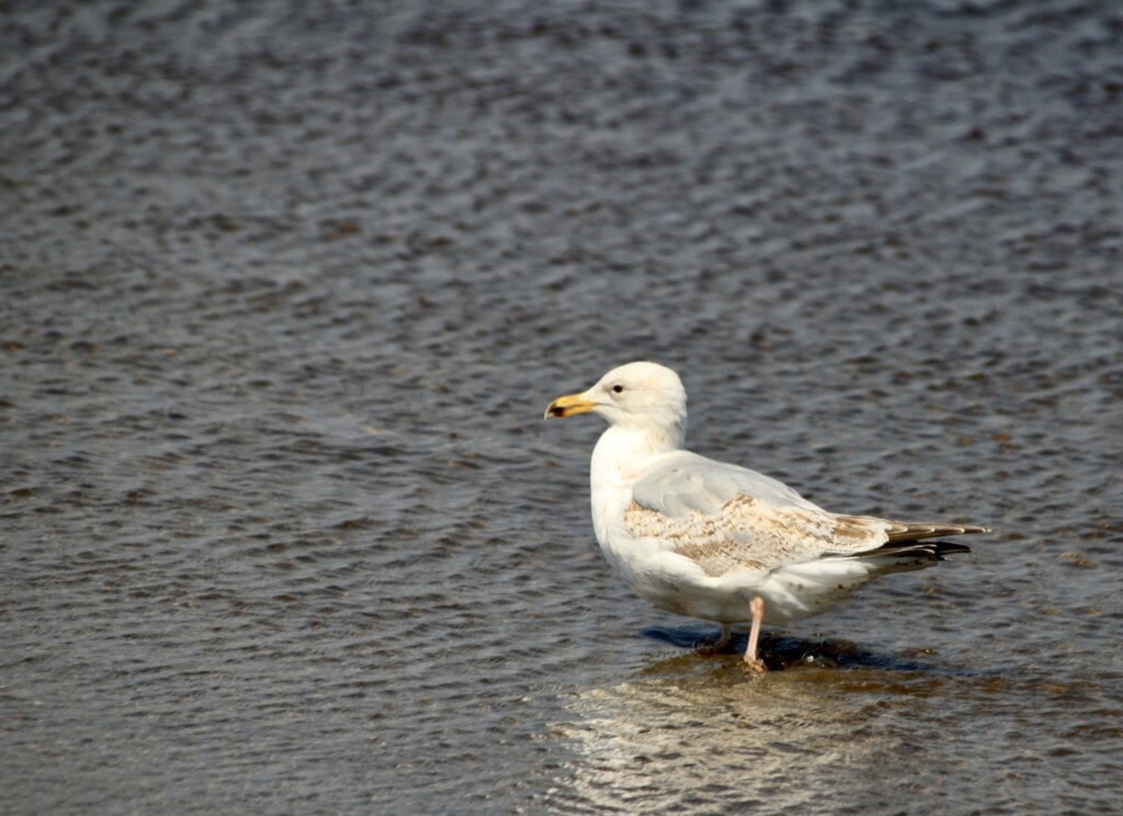 Young Gull