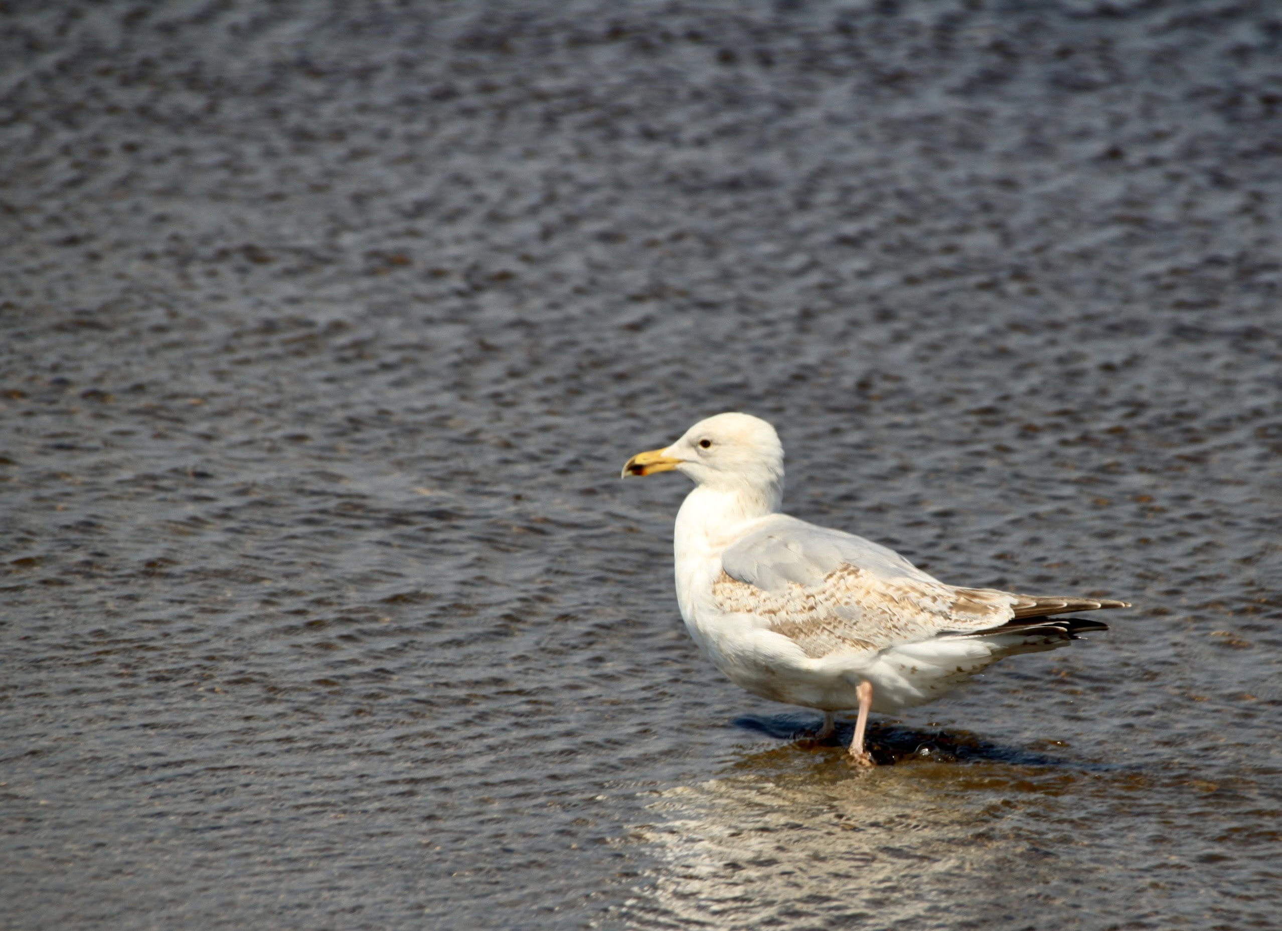 Young Gull — Monday Portrait Jun 24