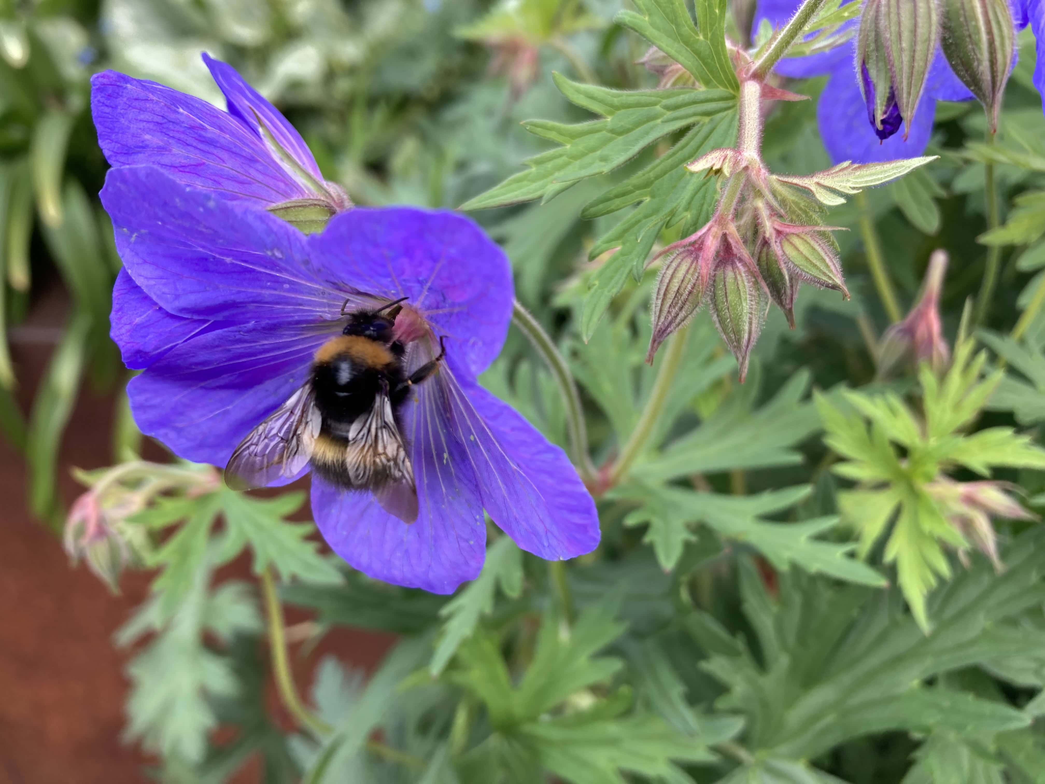 Yellow-banded Bumble Bee (Bombus terricola): A Macro Photography Delight