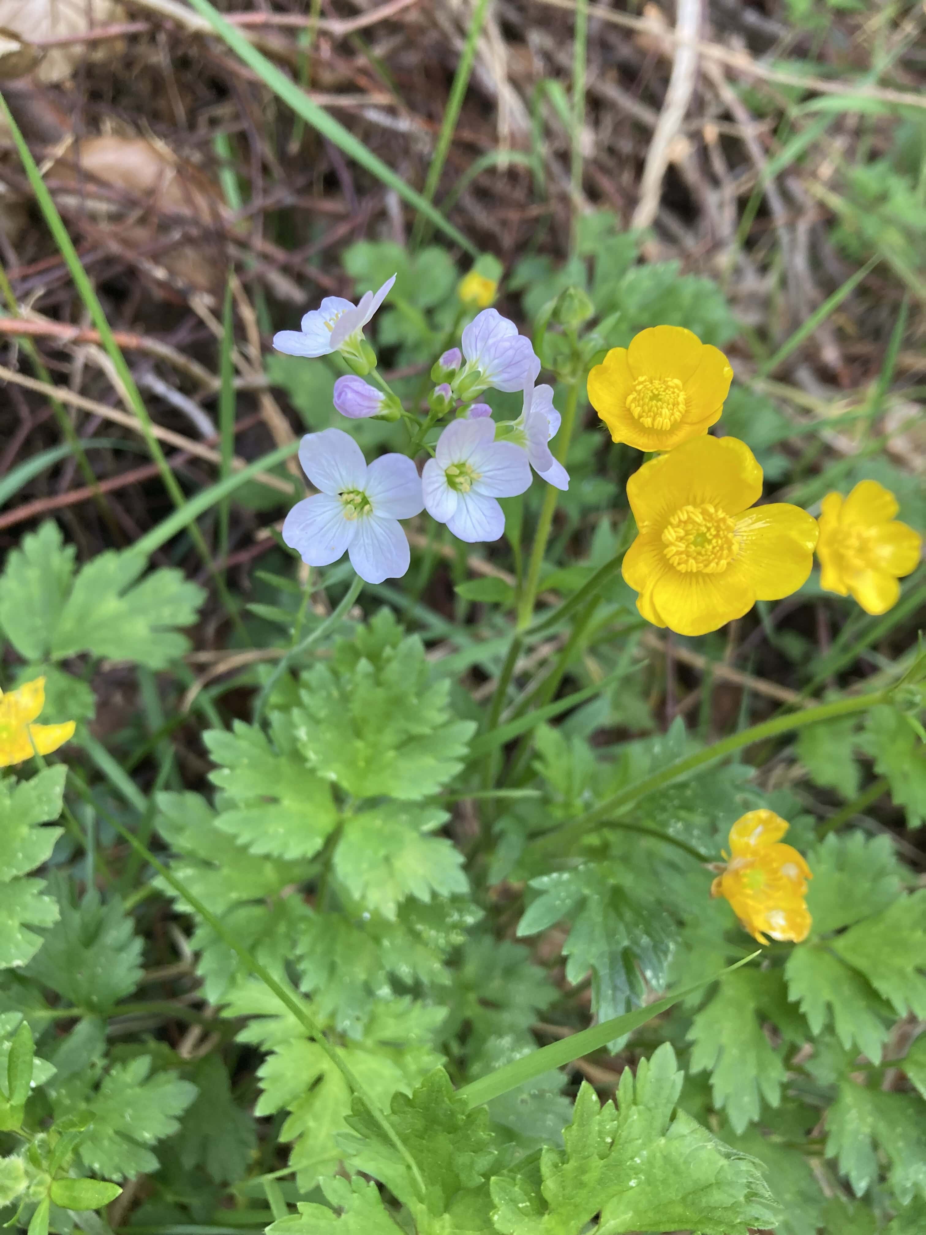 Cuckoo Flowers & Creeping Buttercups