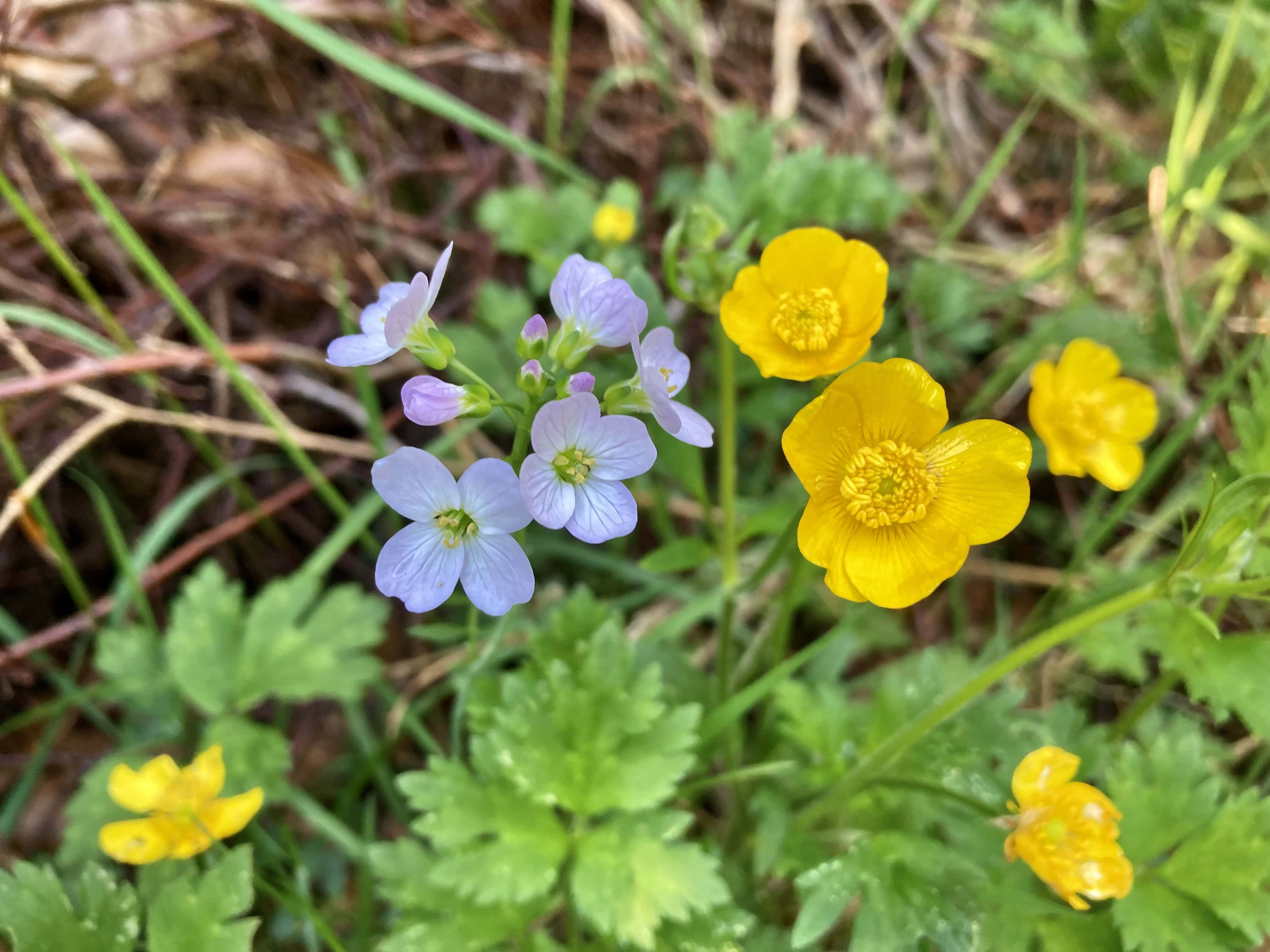 Cuckoo Flowers & Creeping Buttercups — FOTD Jun 11