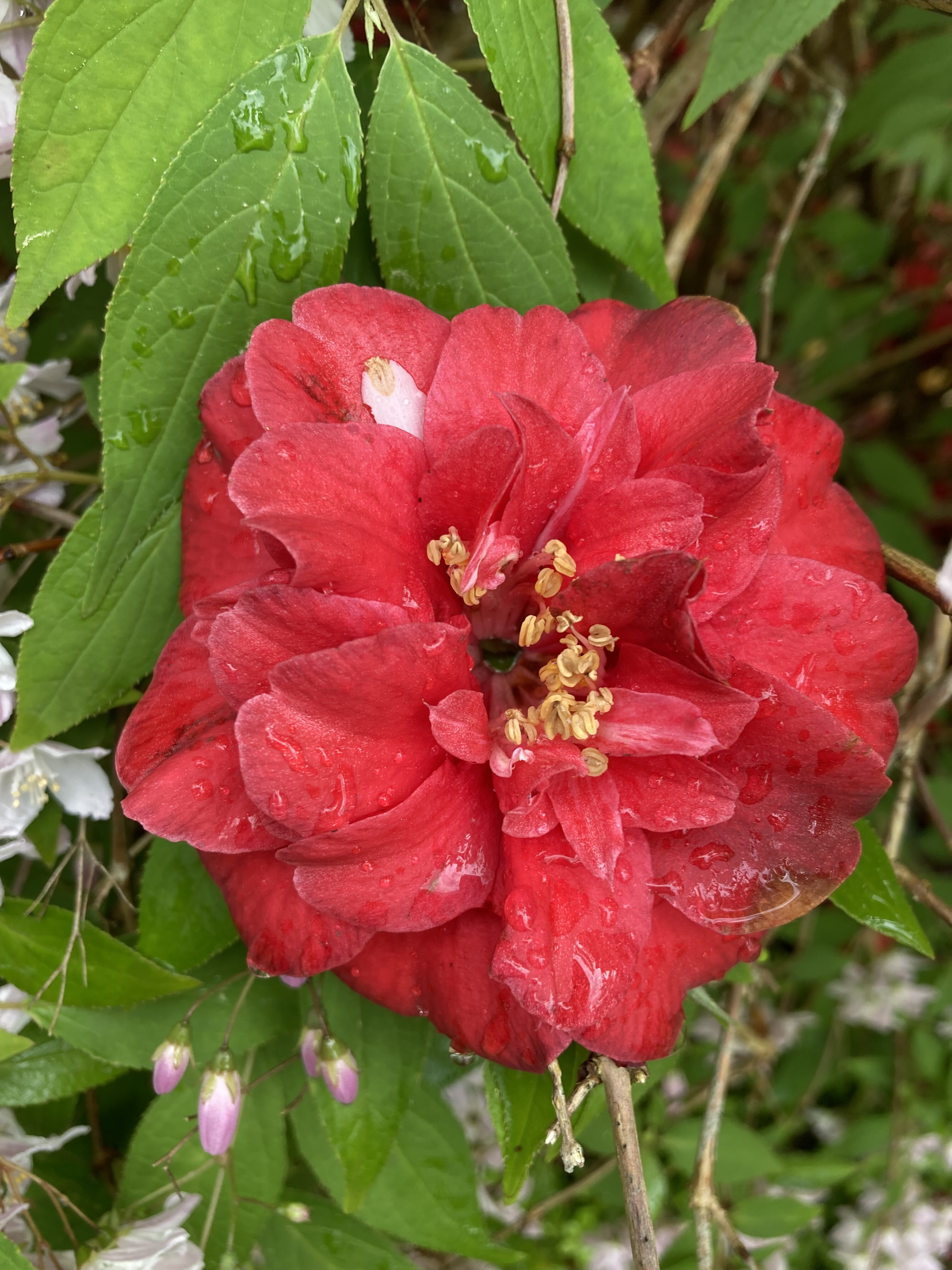 Camelia