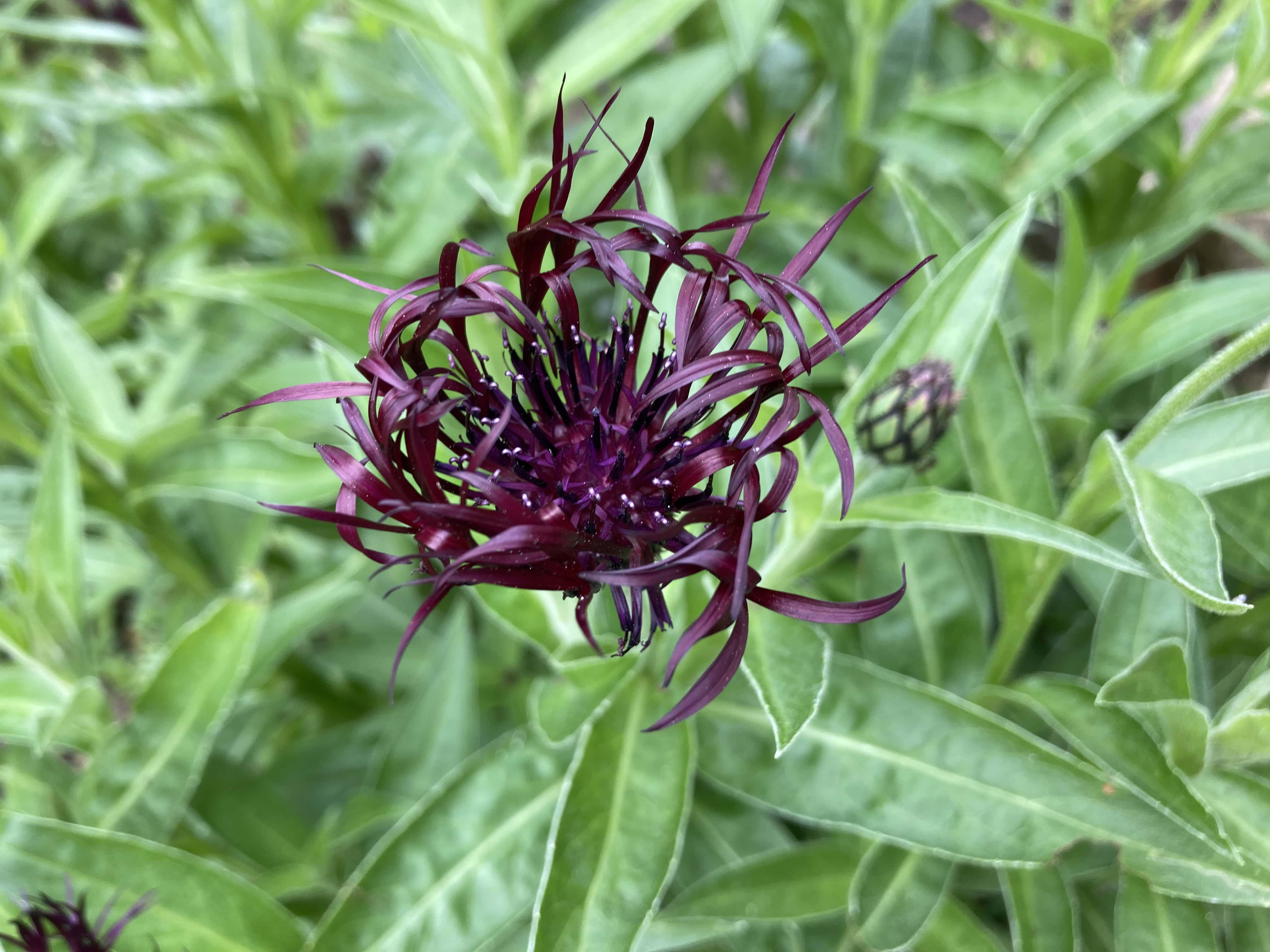 Cornflower