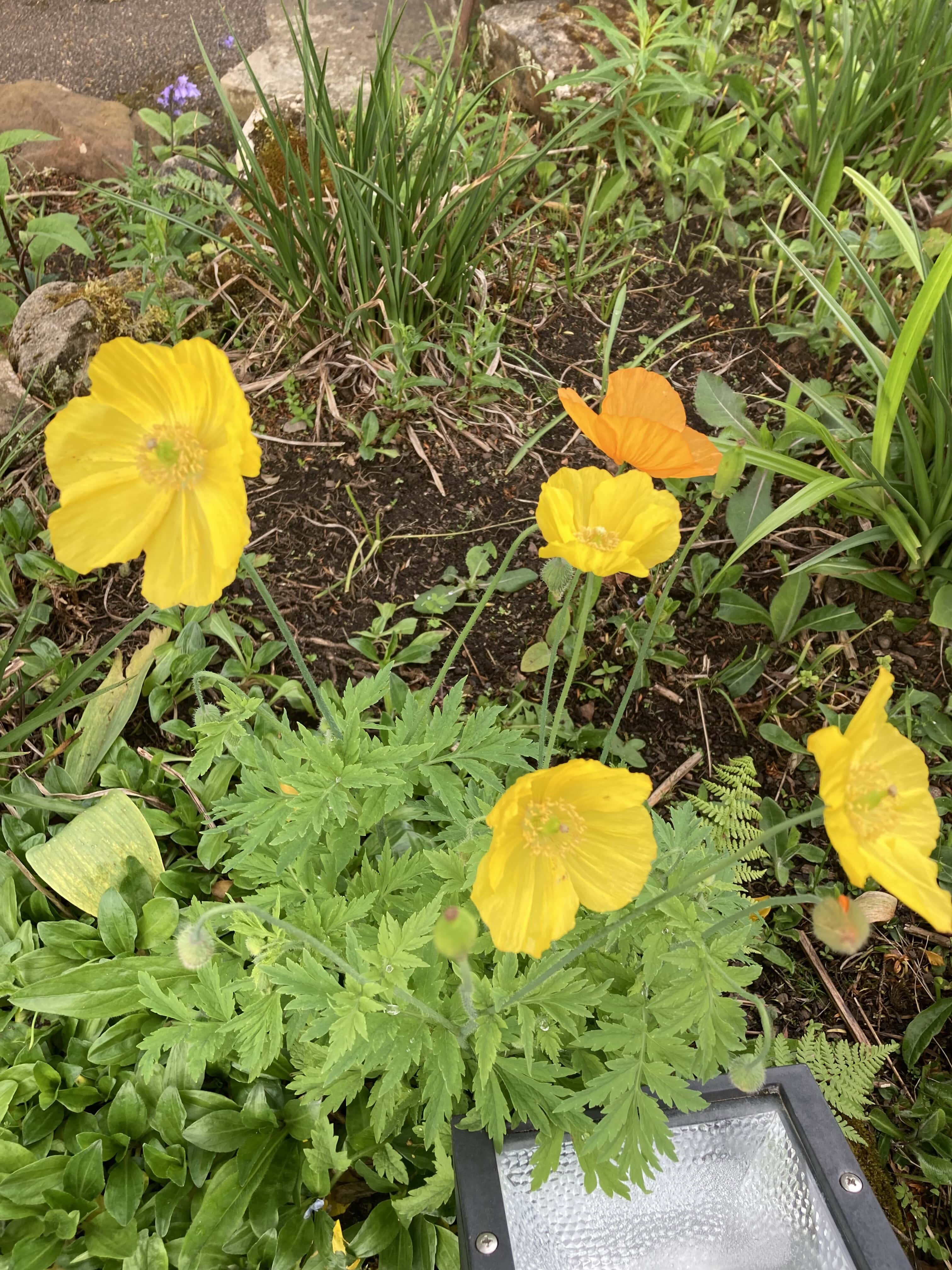 Sulphur Cosmos