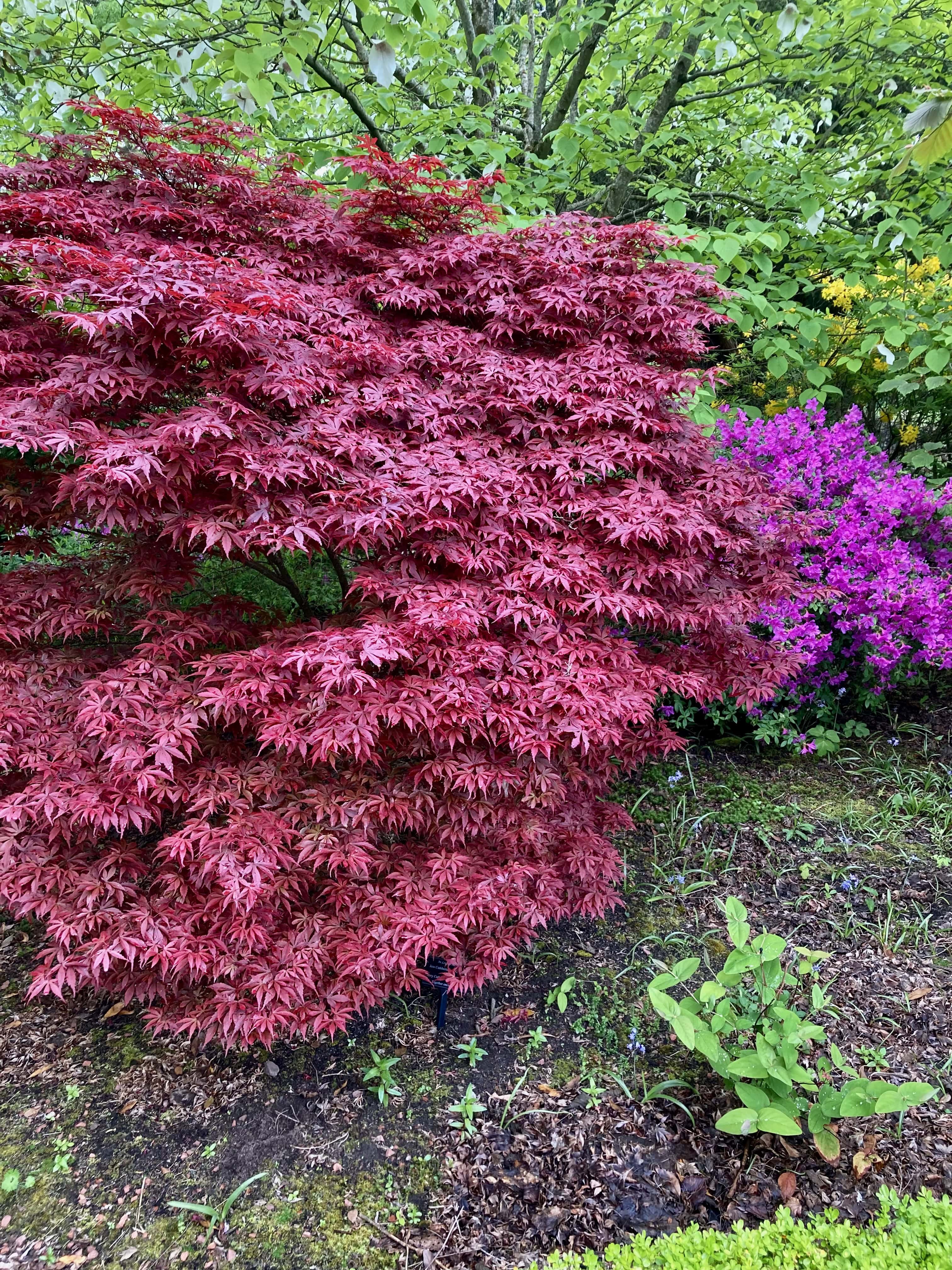 Japanese Maple