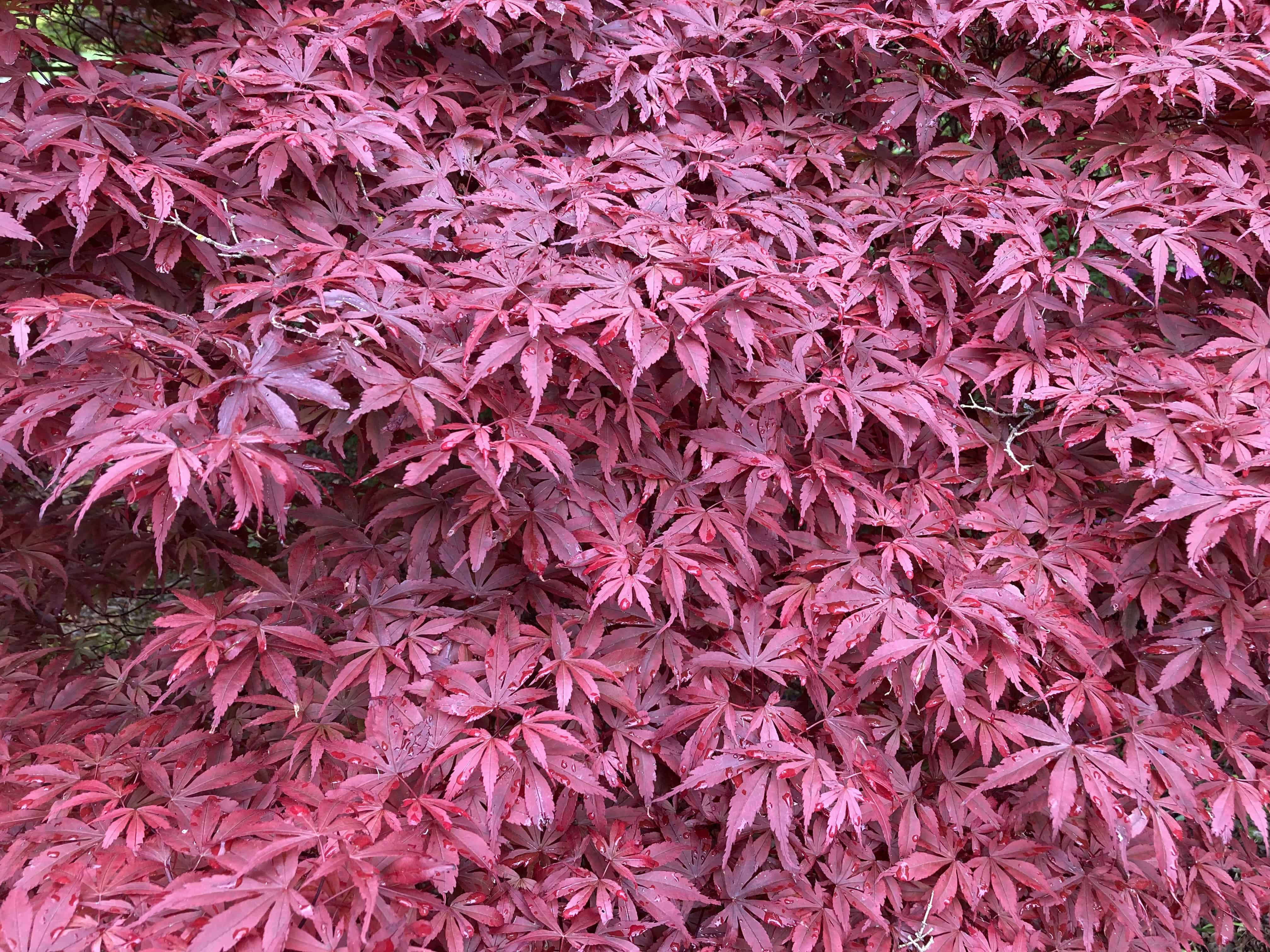 Japanese Maple — Weekend FOTD Jul 13/14