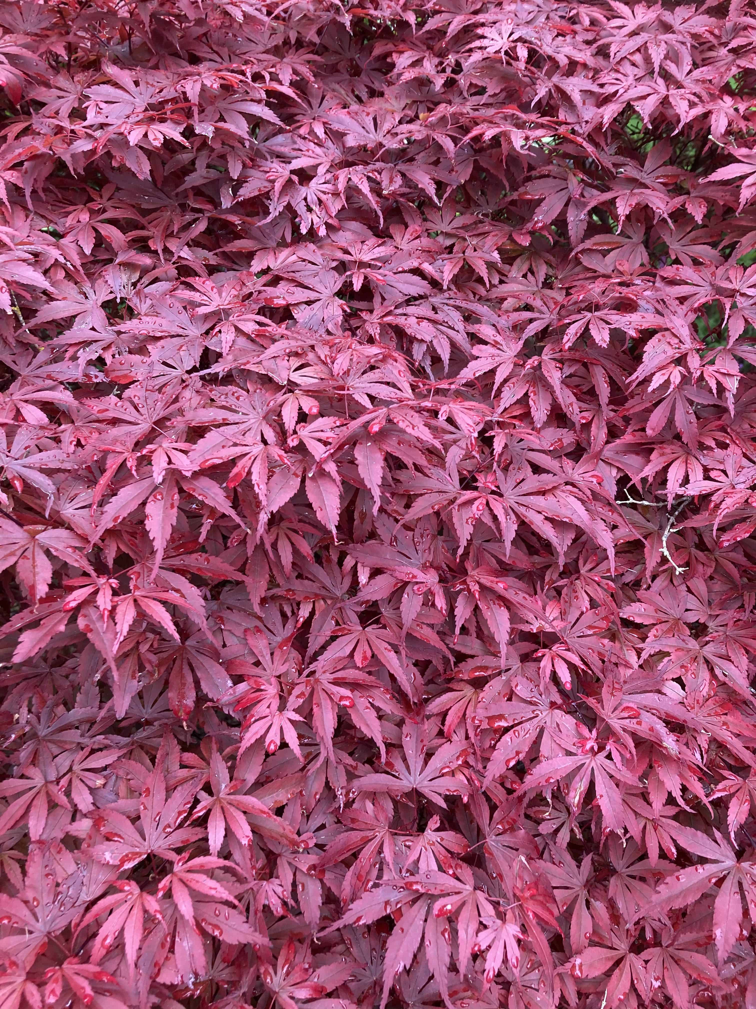 Japanese Maple
