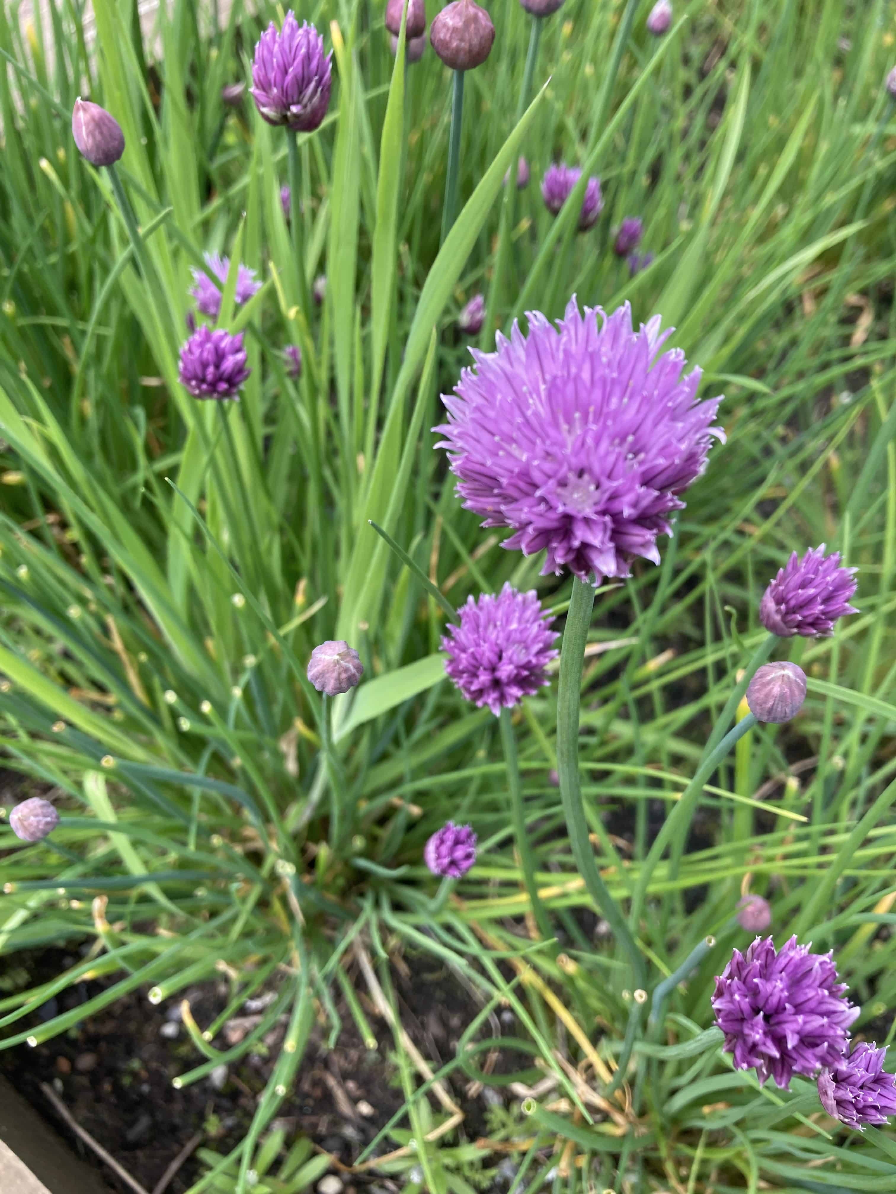 Chives