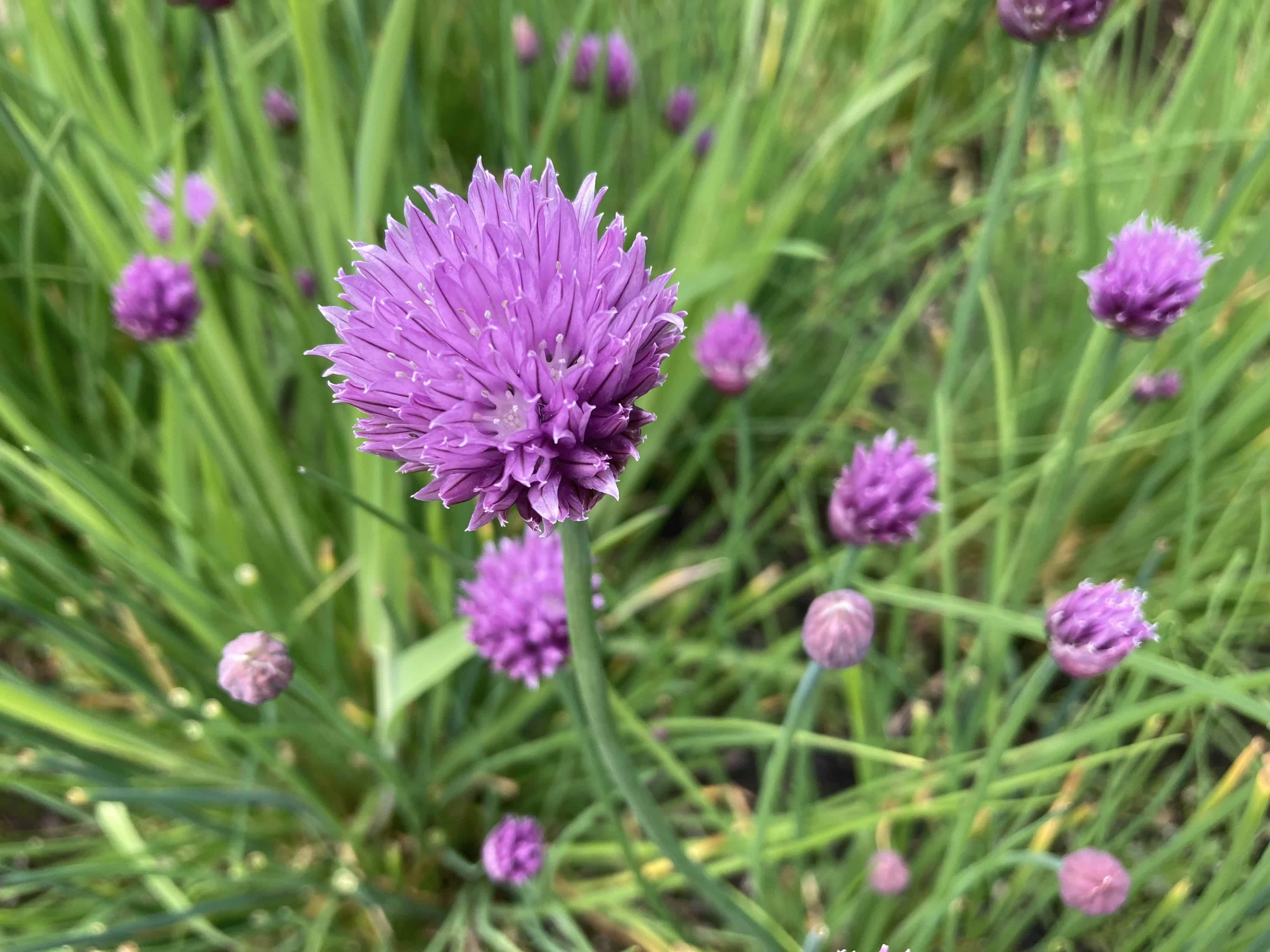 Rabbie Burns’ Cottage Chives — FOTD Jul 18