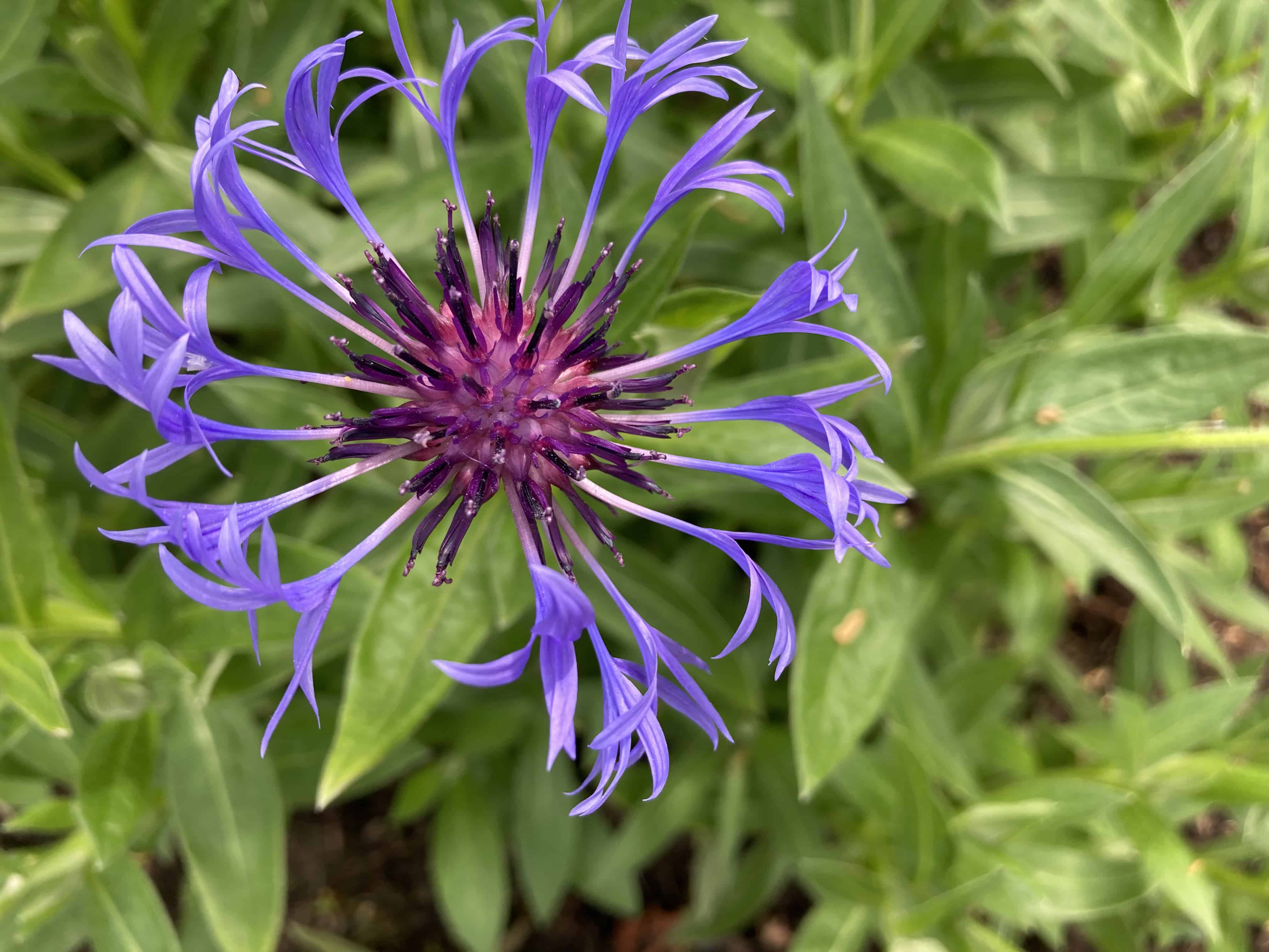 Cornflowers and Scottish Landscapes — FOTD Jul 26