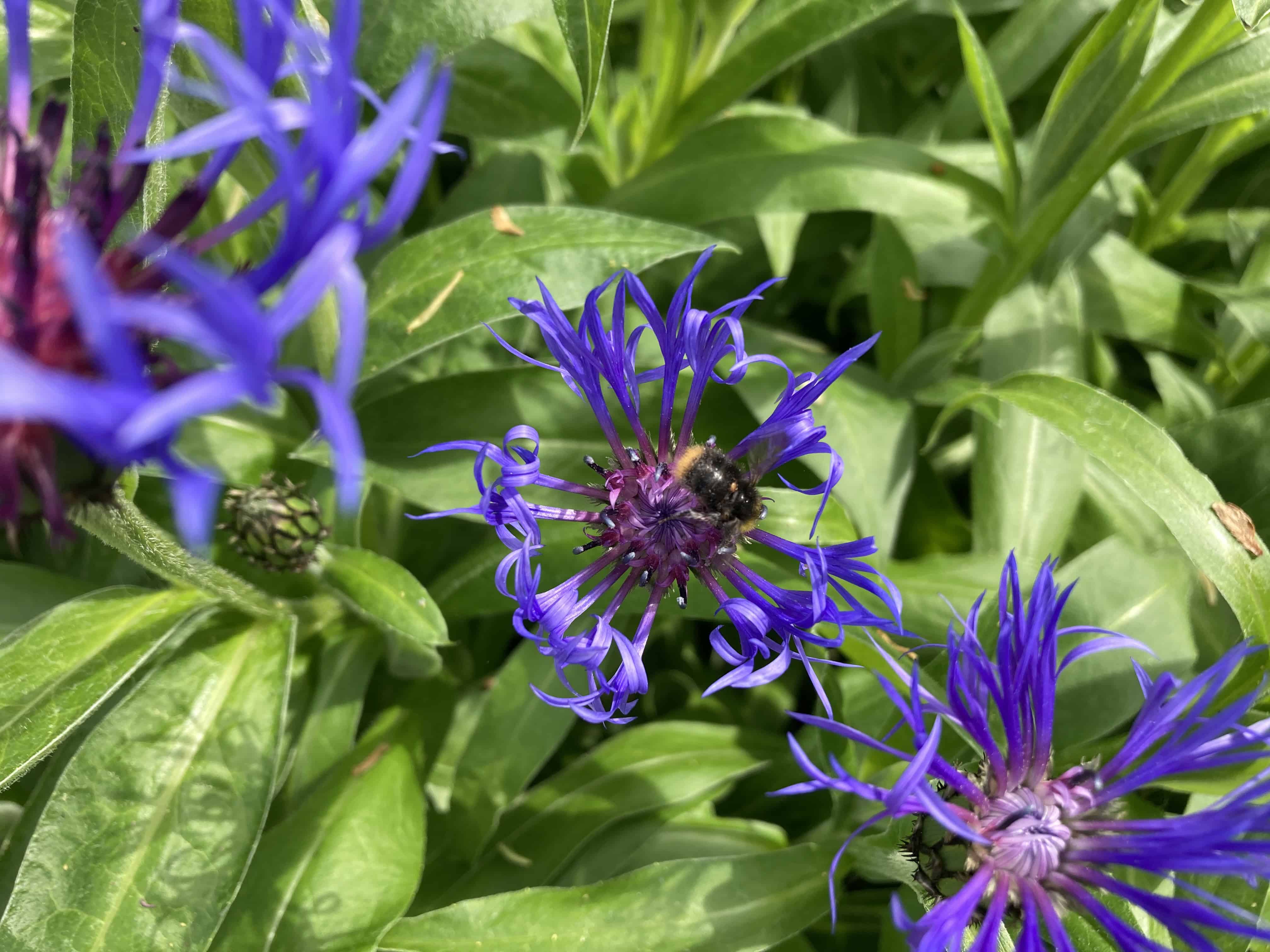 Seasonal Highland AI Transformations: Cornflowers from Rabbie Burns’ Cottage — FOTD Jul 29