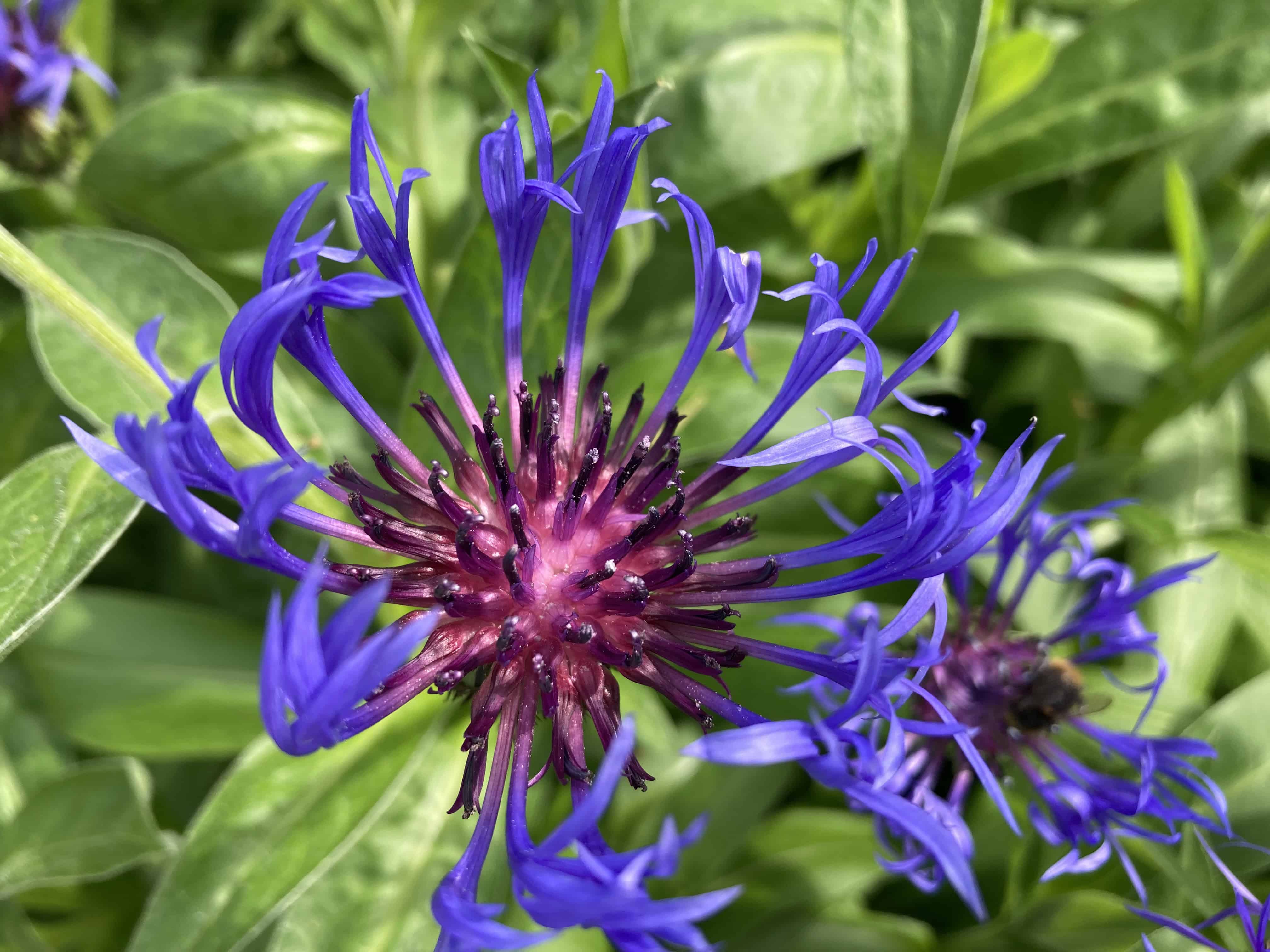 Cornflower from Rabbie Burns’ Cottage — FOTD Jul 30