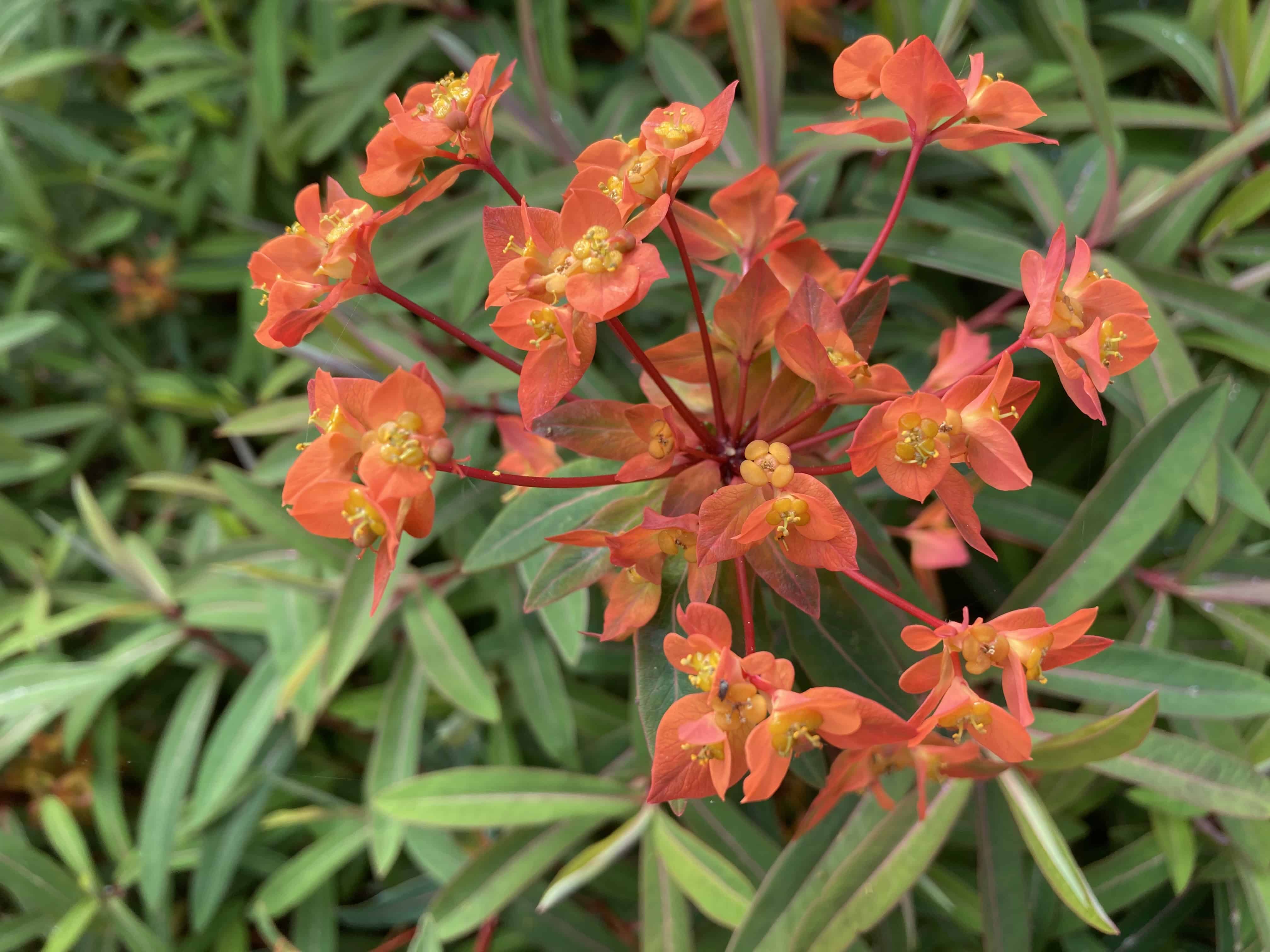 Euphorbia griffithii at Culzean Castle — FOTD Jul 31