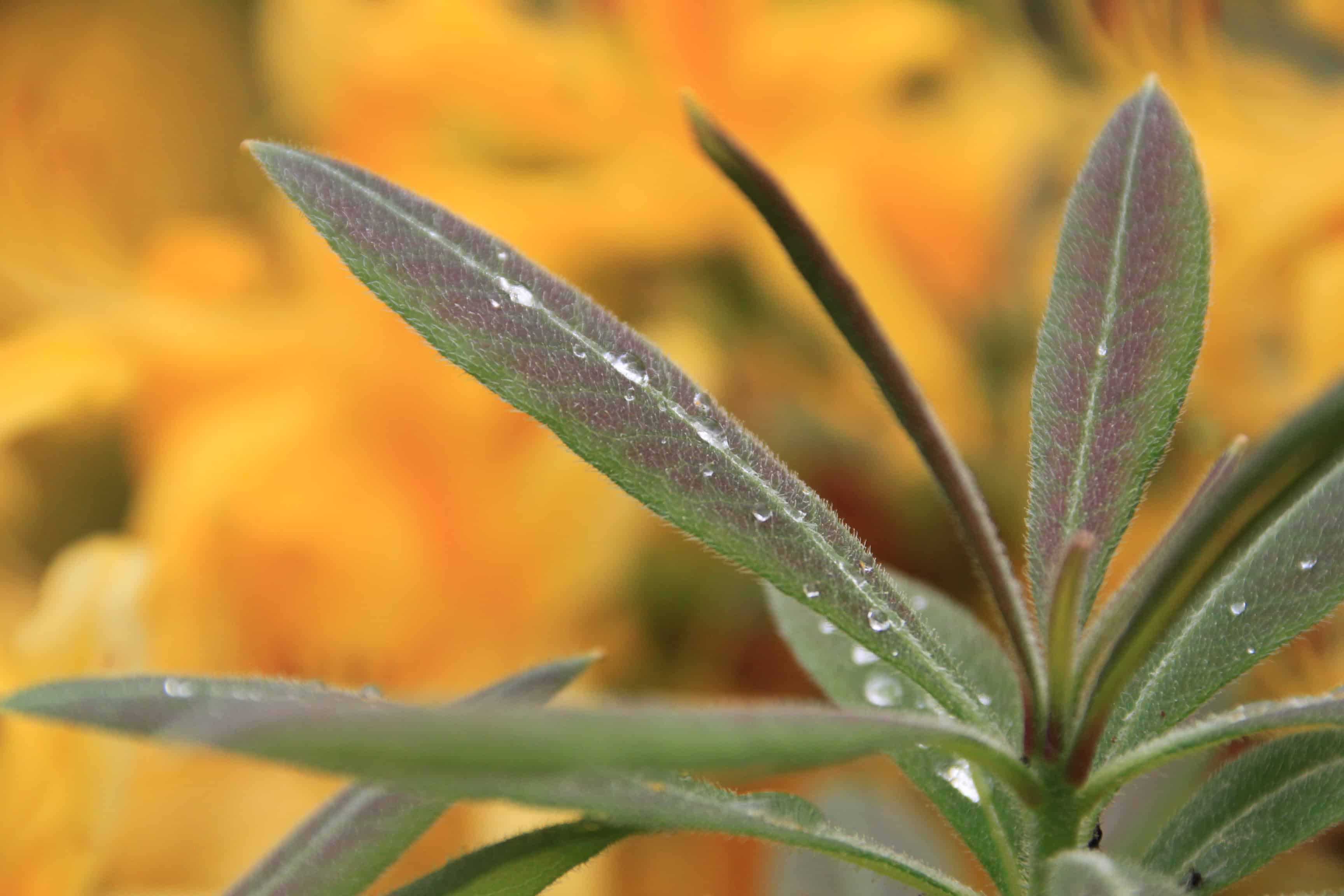 Leafs & Raindrops — Macro Monday Aug 26