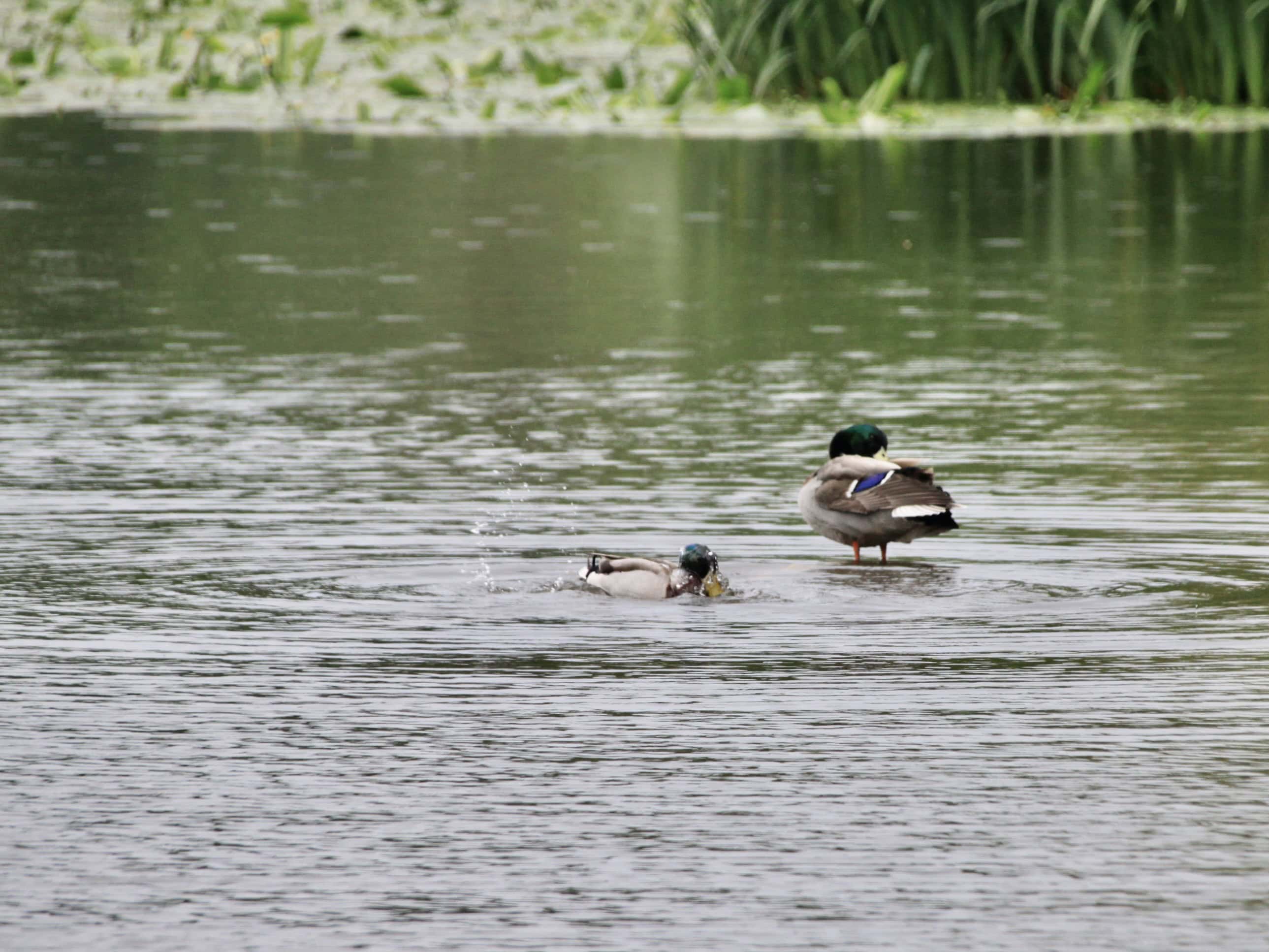 Ducks At Swan Pond — Water Water Everywhere #234