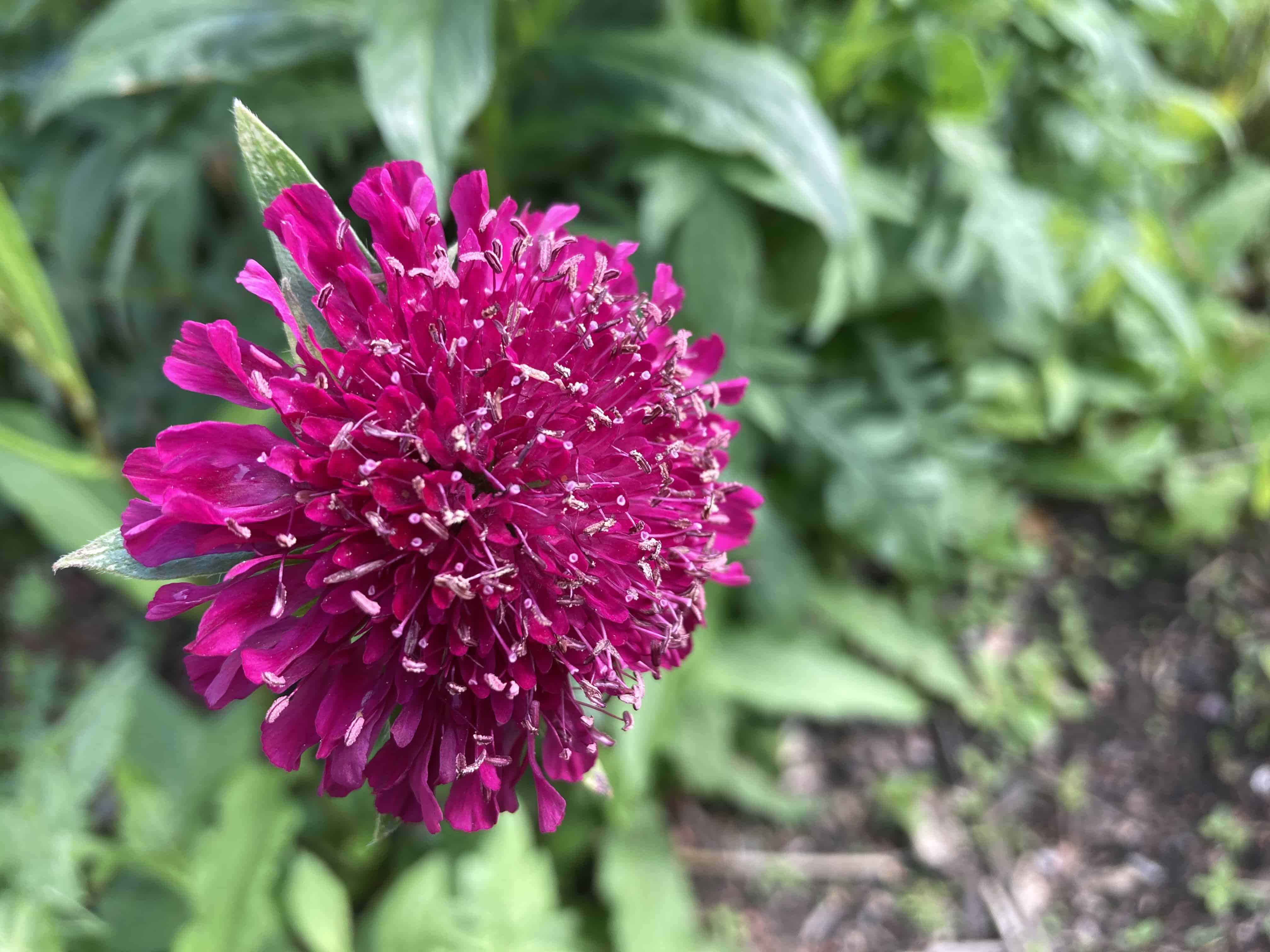 Knautia Macedonica at Culzean Castle– FOTD Aug 02