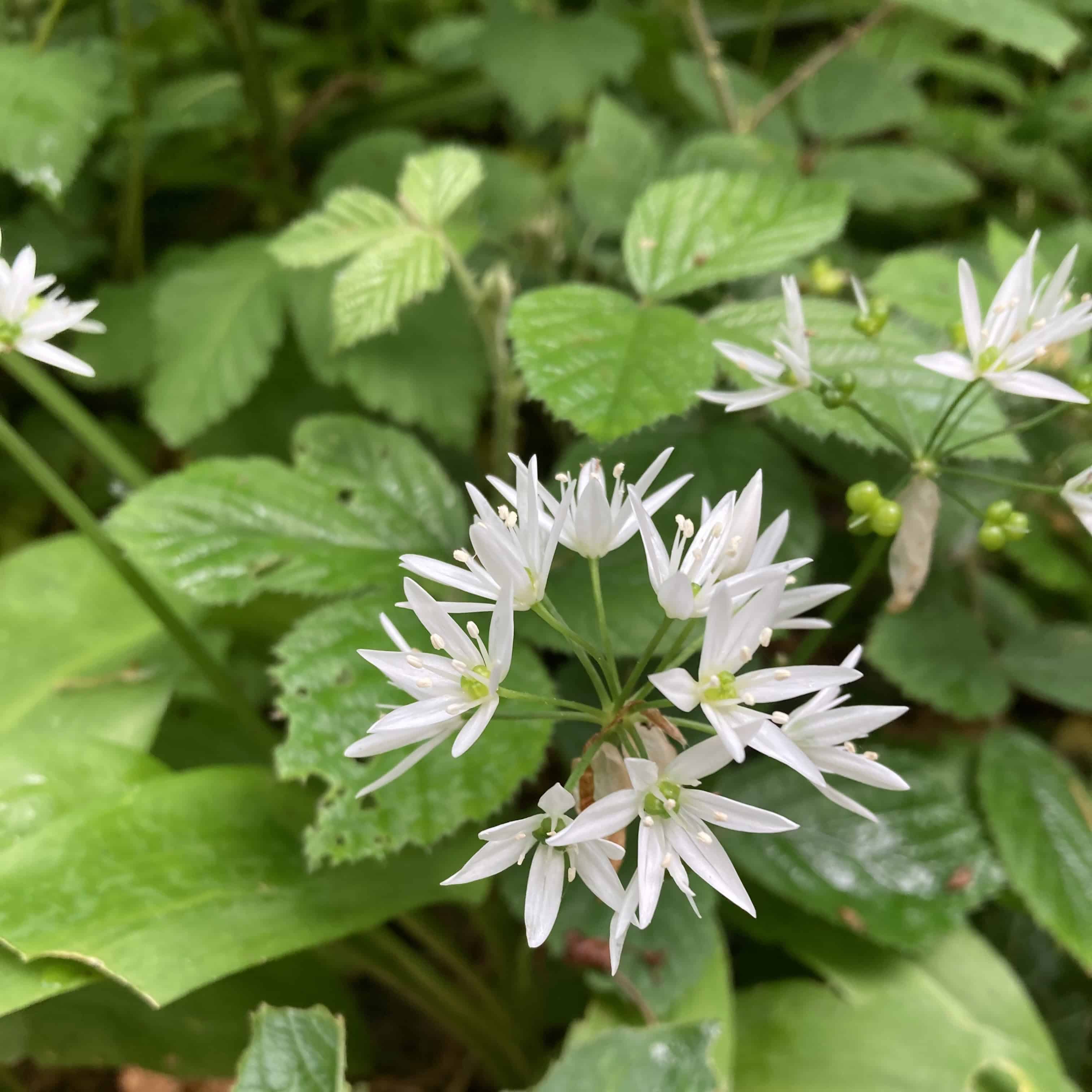 Allium Ursinum: Capturing the Beauty of Wild Garlic at Culzean Castle — FOTD Aug 03