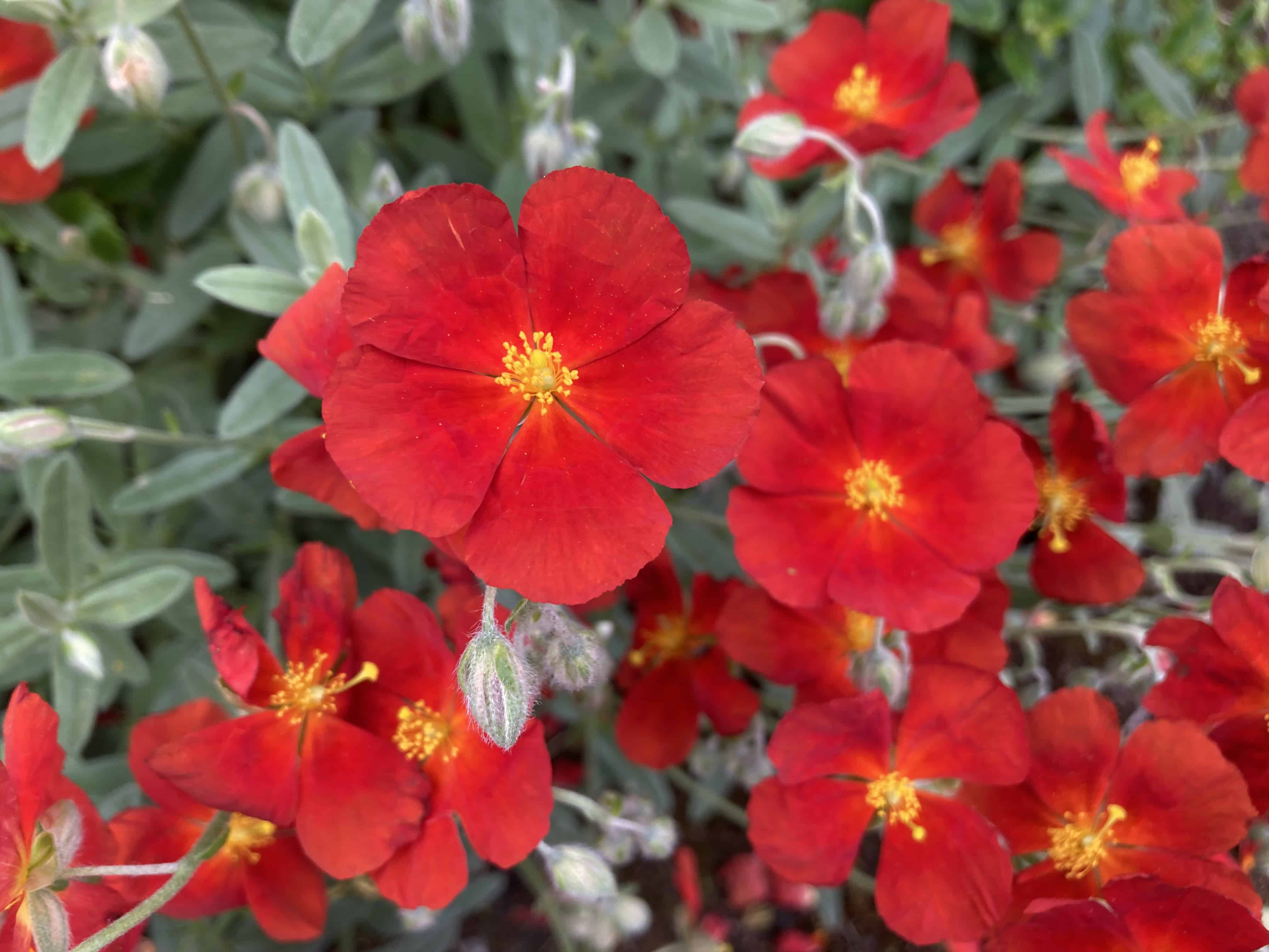 Common Rock Rose at Culzean Castle — FOTD Aug 04