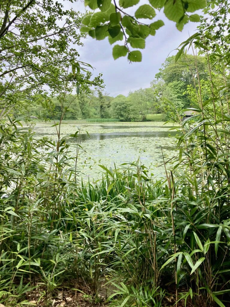 Swan Pond, Culzean Country Park