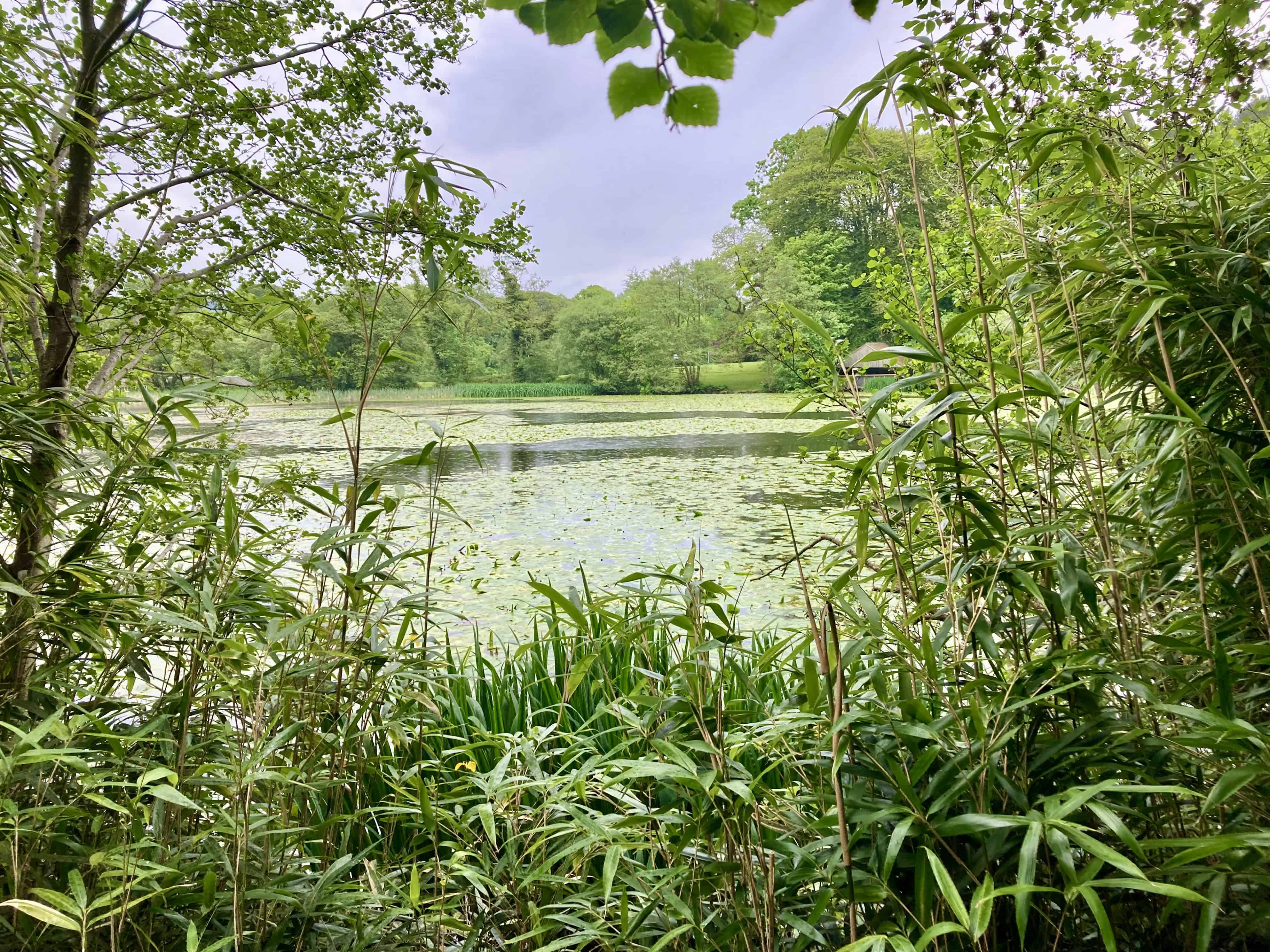 Swan Pond: Water Water Everywhere Challenge #232