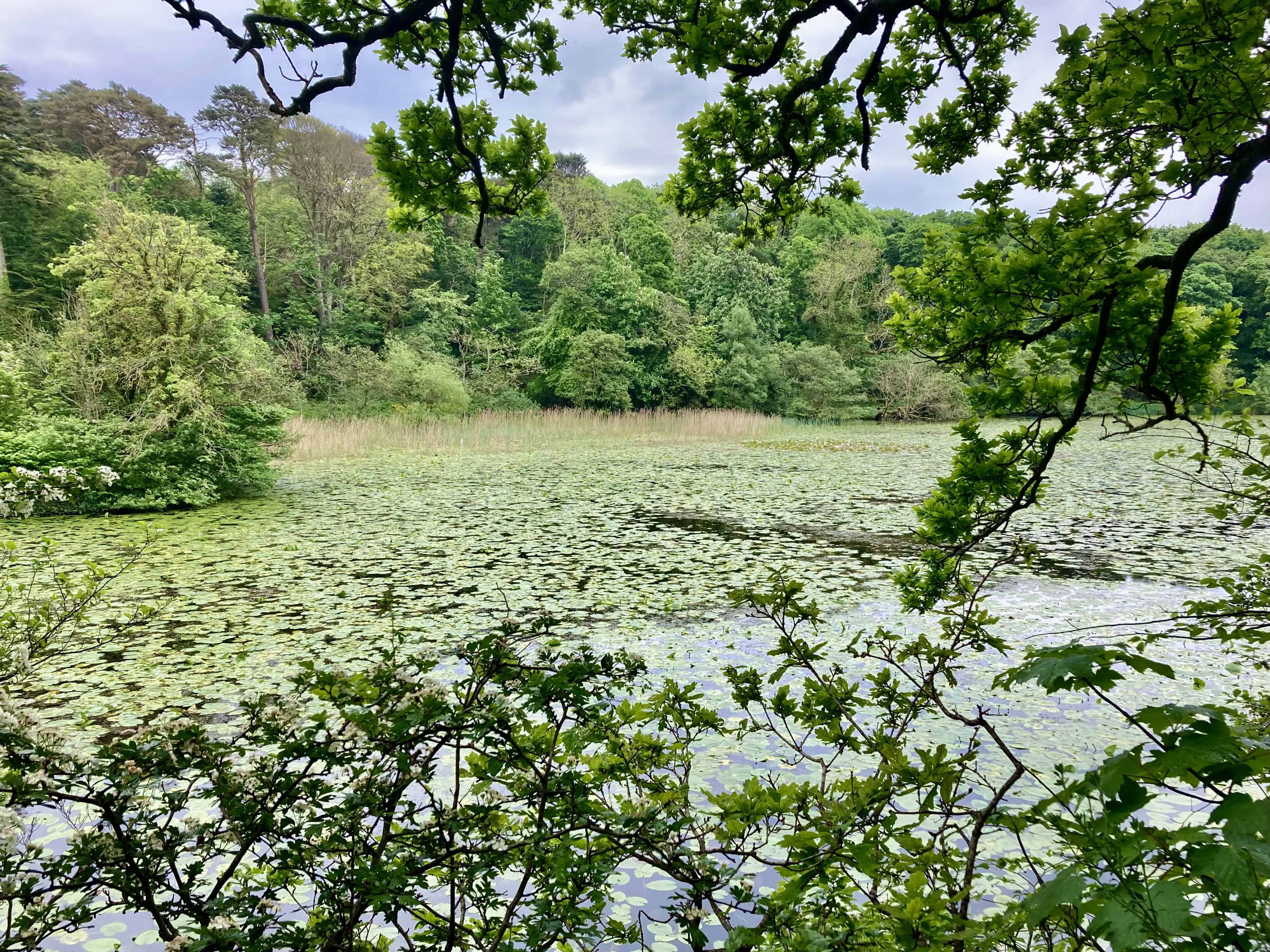 Captivating Swan Pond at Culzean Country Park — Water Water Everywhere #233