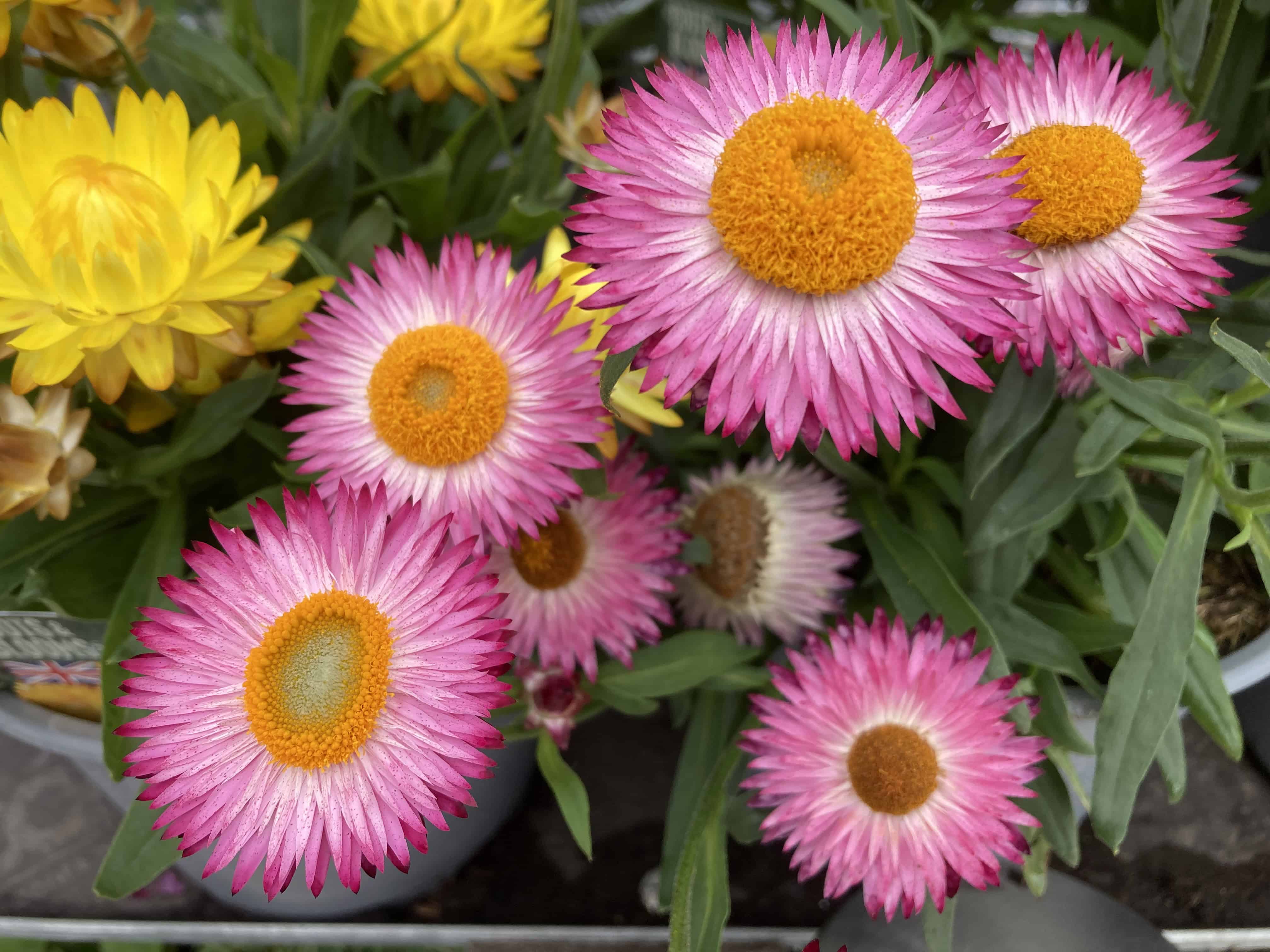 Everlasting Flower #1– FOTD Aug 26