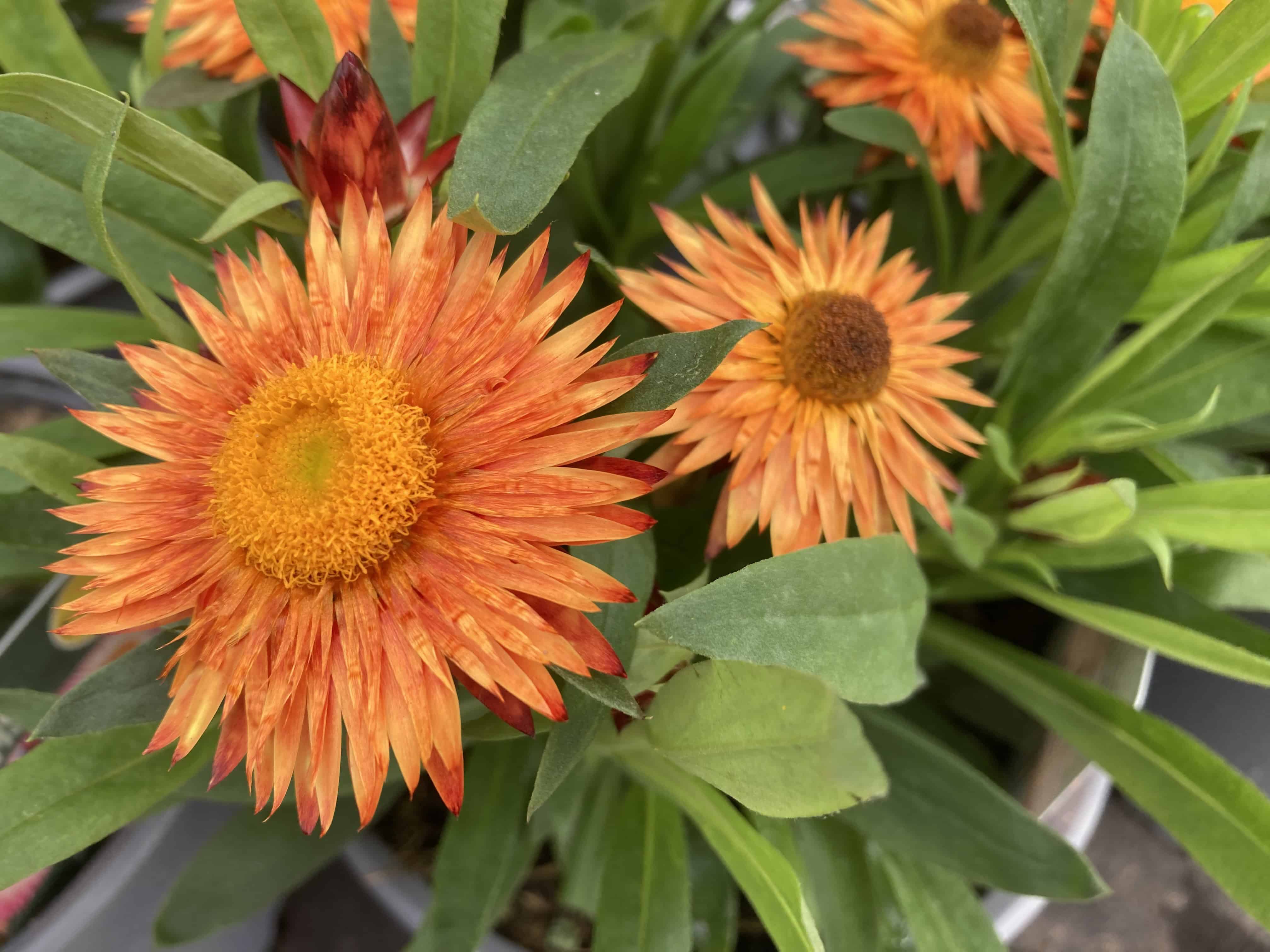 Everlasting Flower #3– FOTD Aug 28