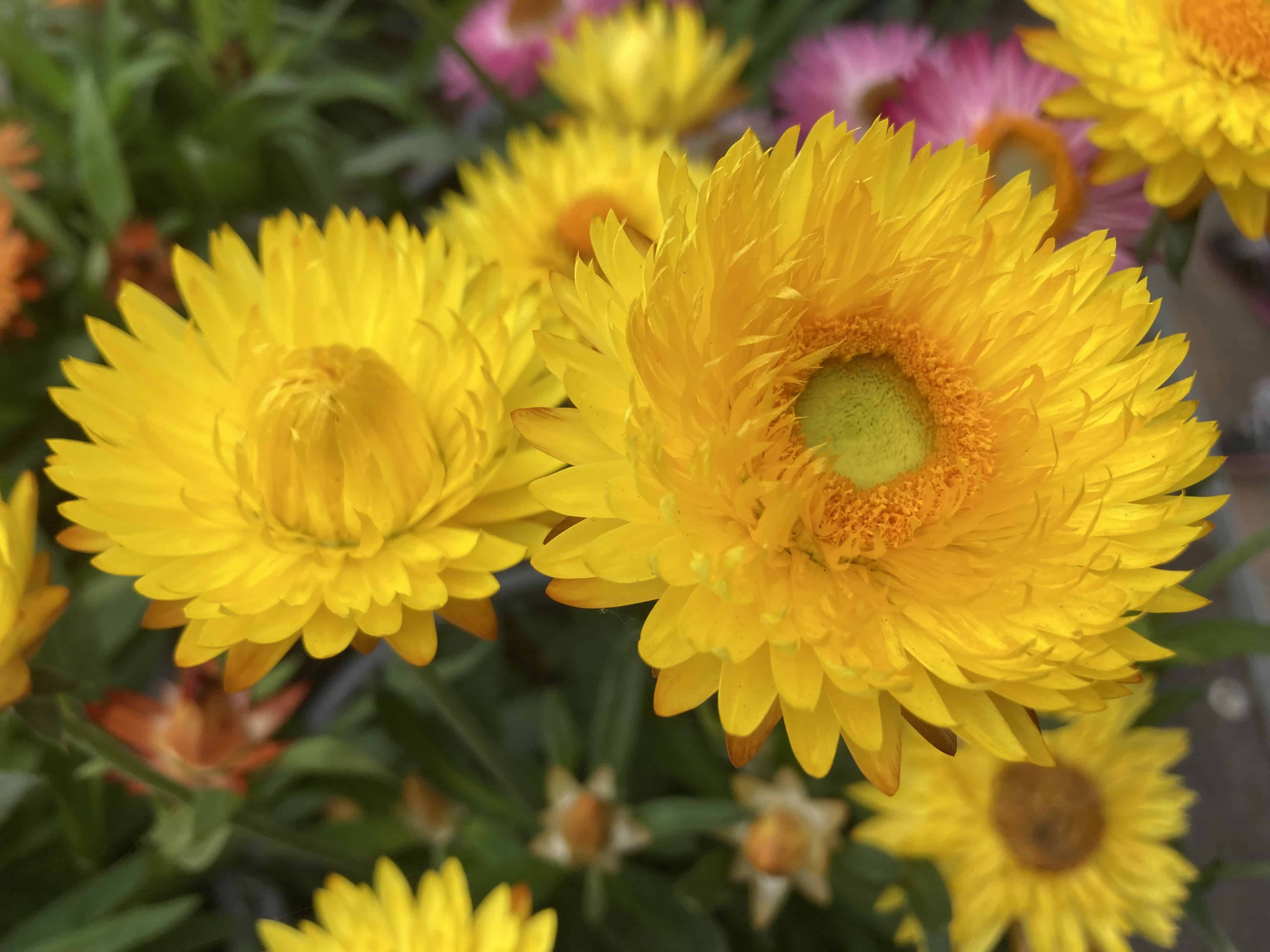 Everlasting Flower #2– FOTD Aug 27