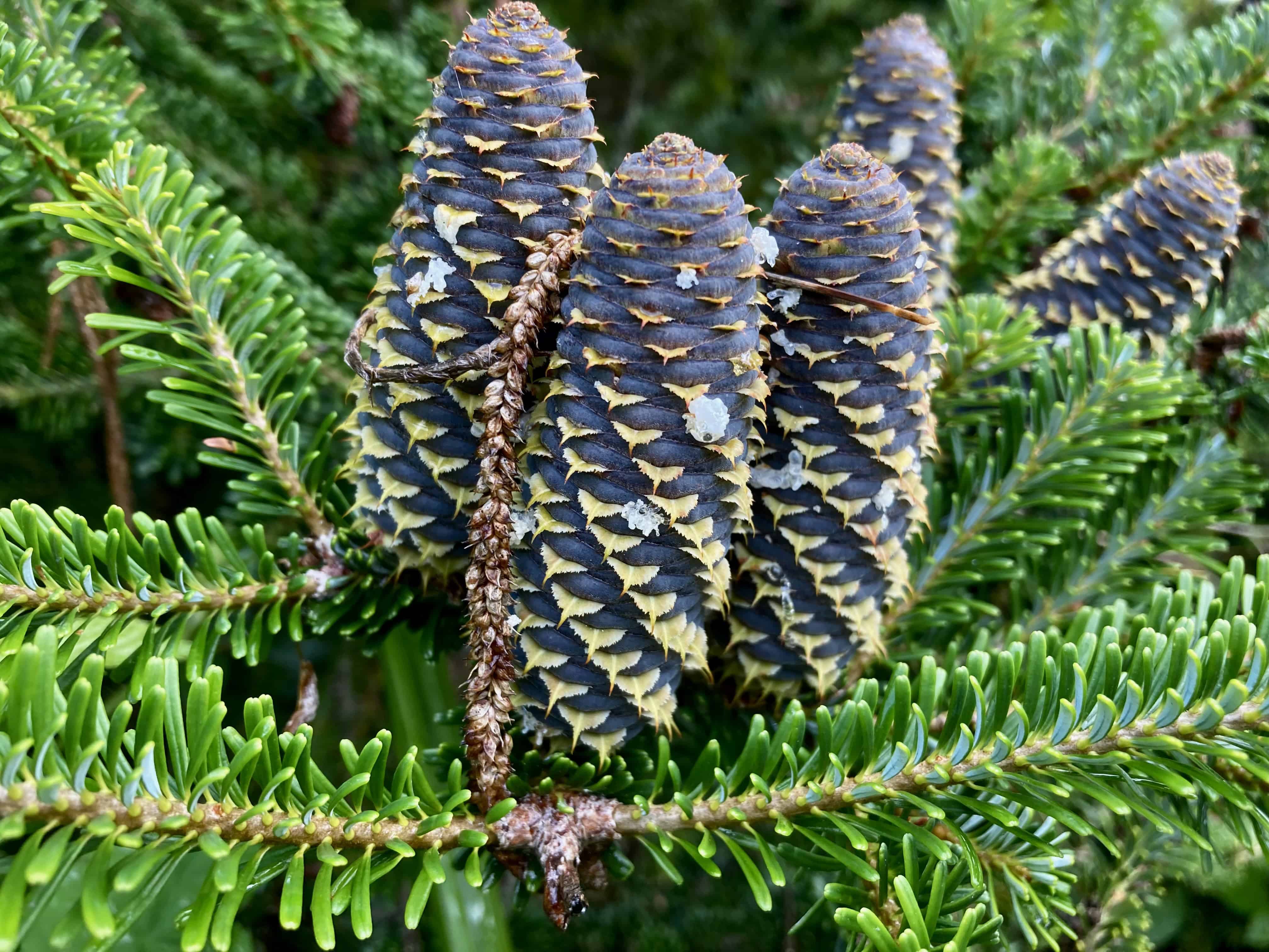 Fir Cones — Macro Monday Sep 09