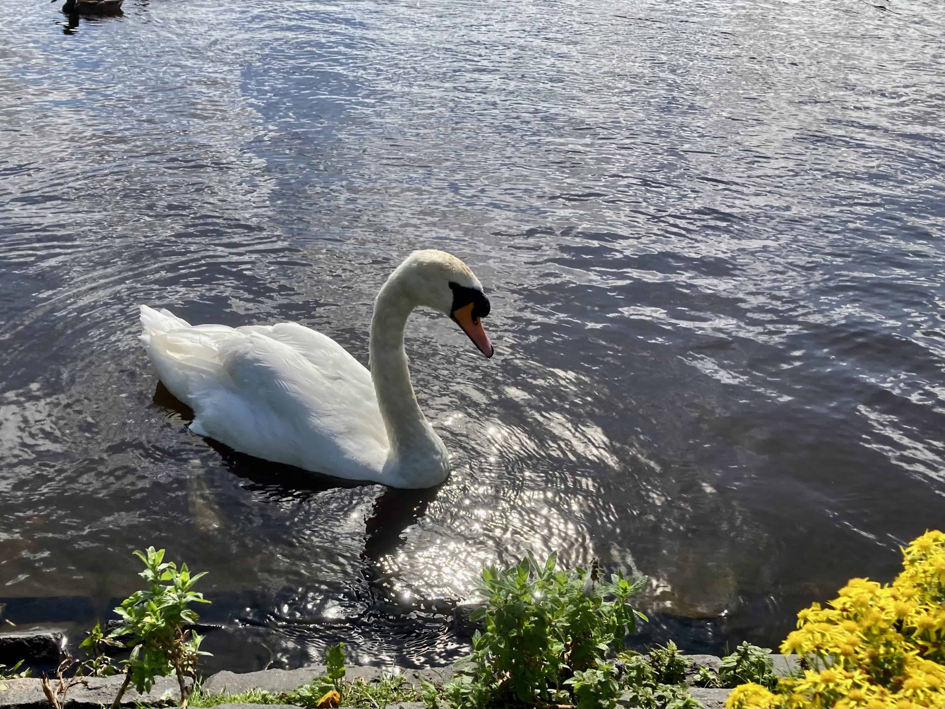 Swan — Monday Portrait Aug 26
