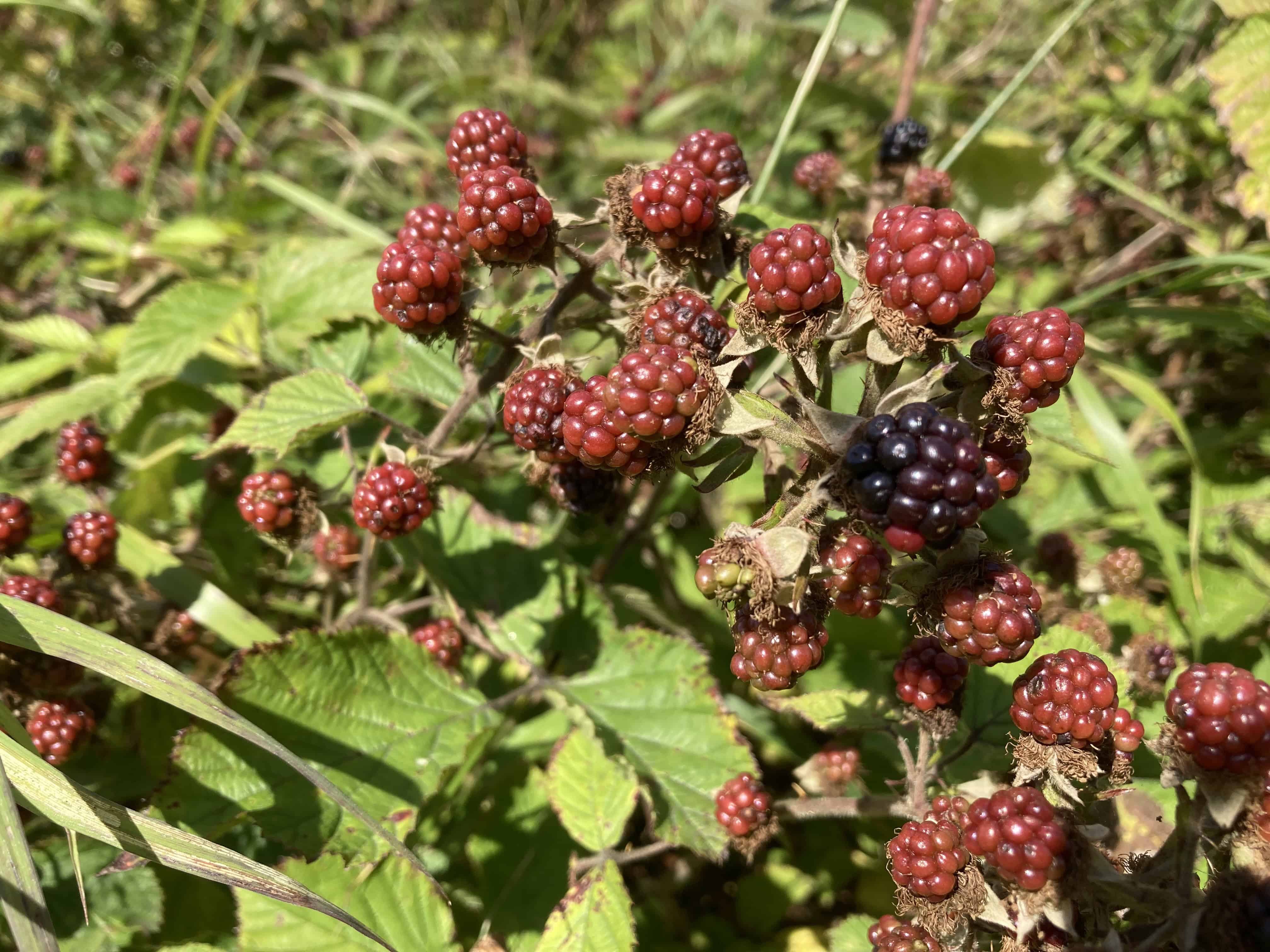 Brambles — FOTD Sep 02