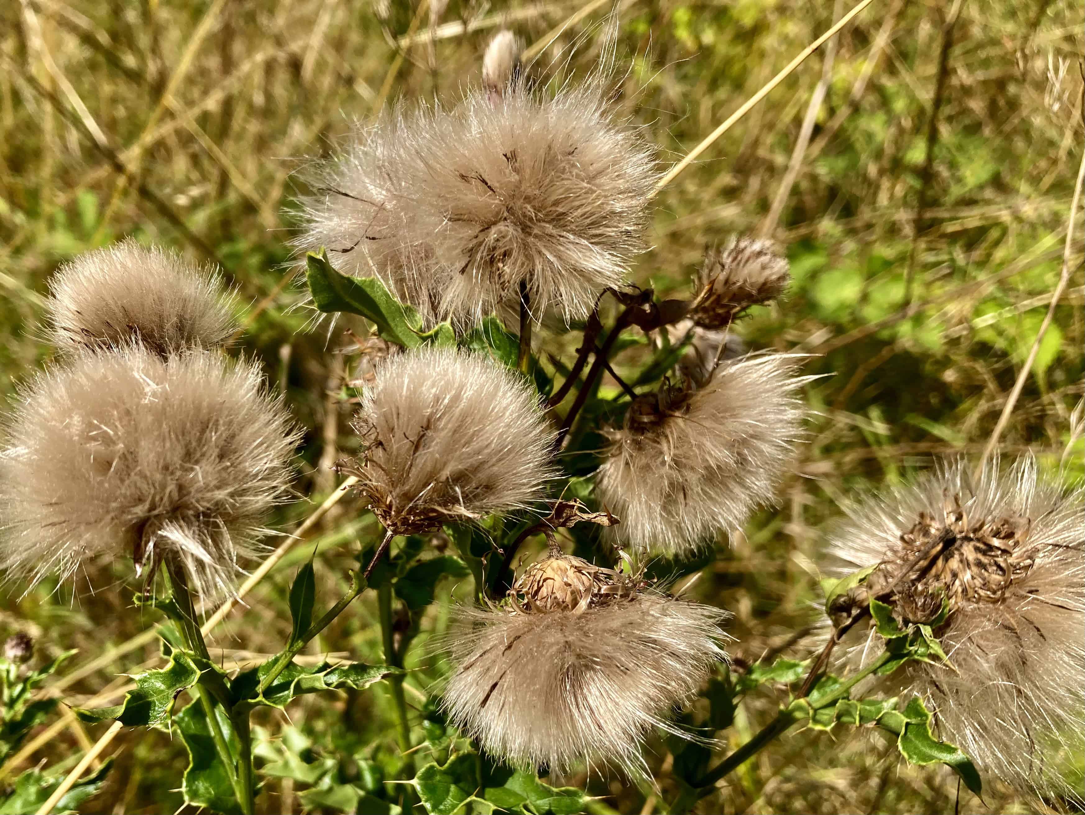 Creeping Thistle Seed Heads — Macro Monday Aug 19