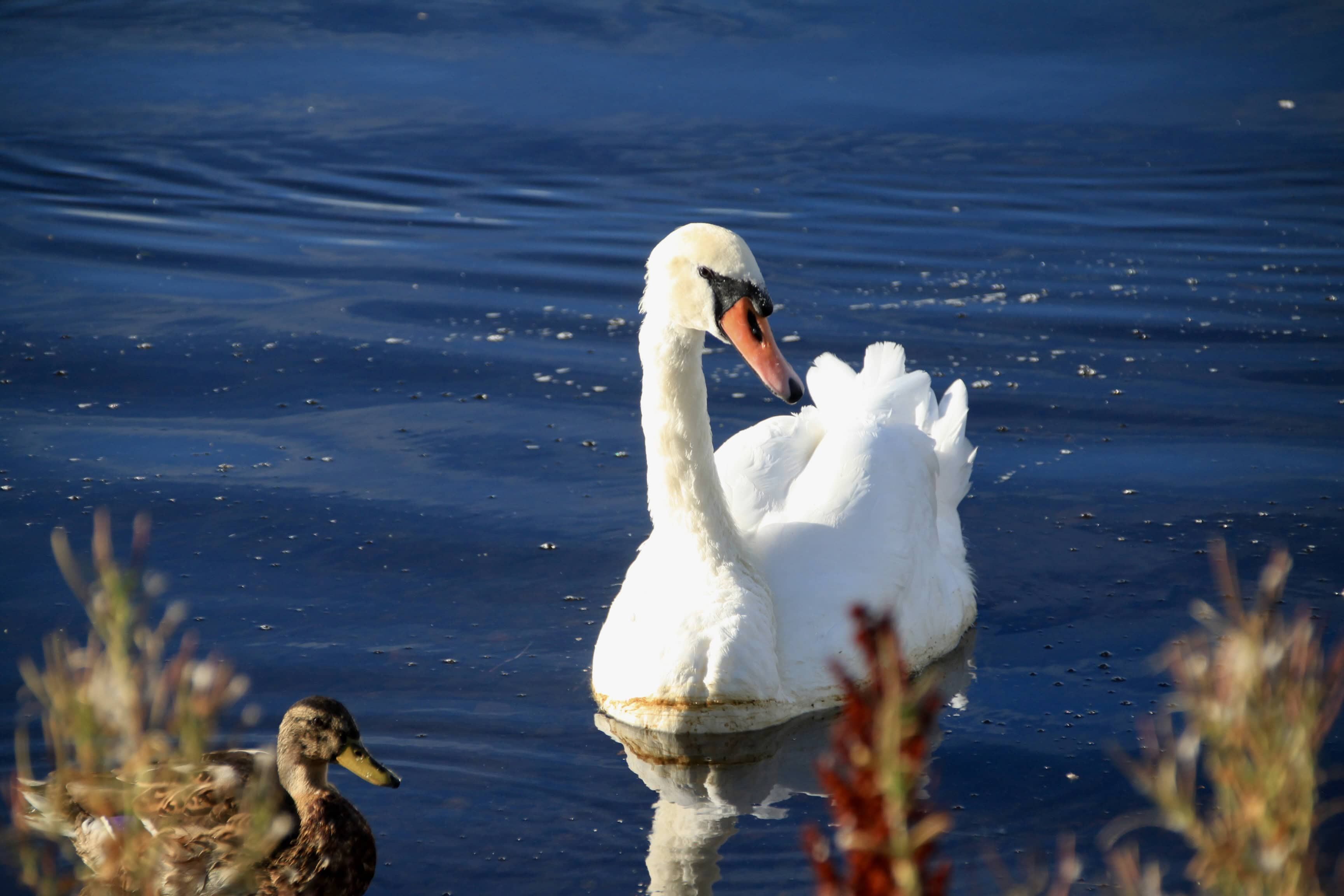 Swan — Monday Portrait Sep 23