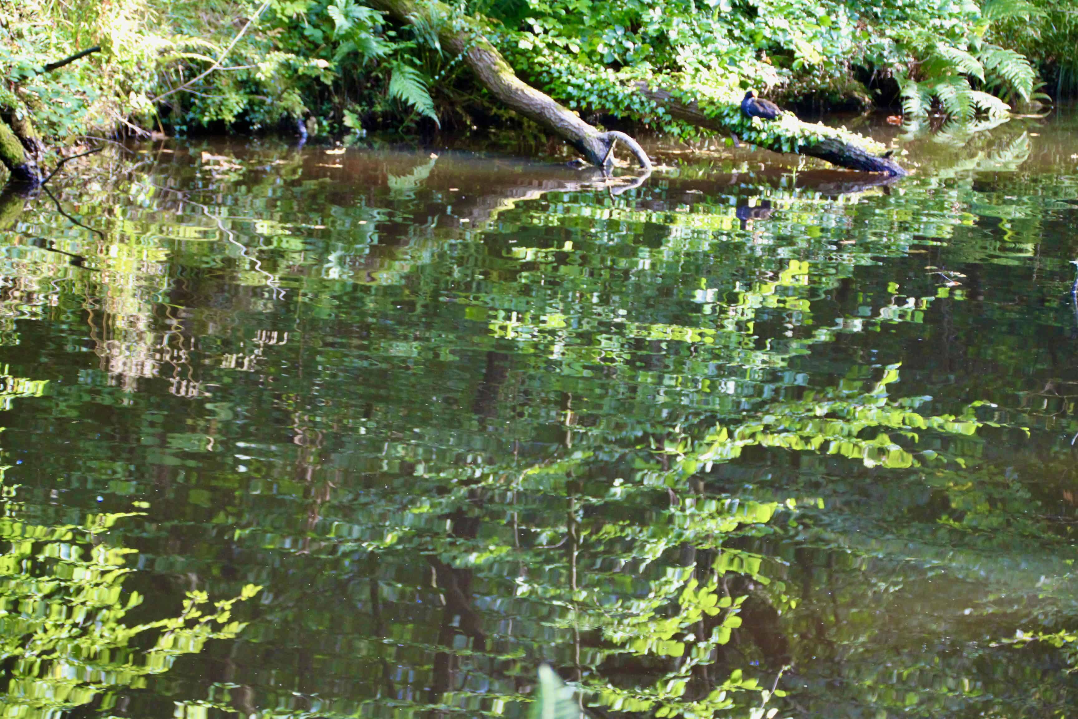 Monkland Canal #1– Water Water Everywhere #239