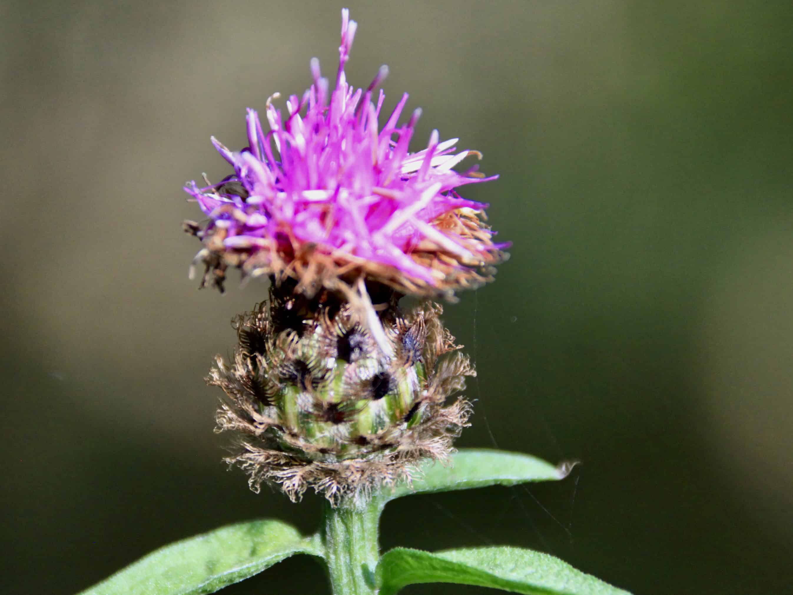 Creeping Thistle — Macro Monday Sep 23