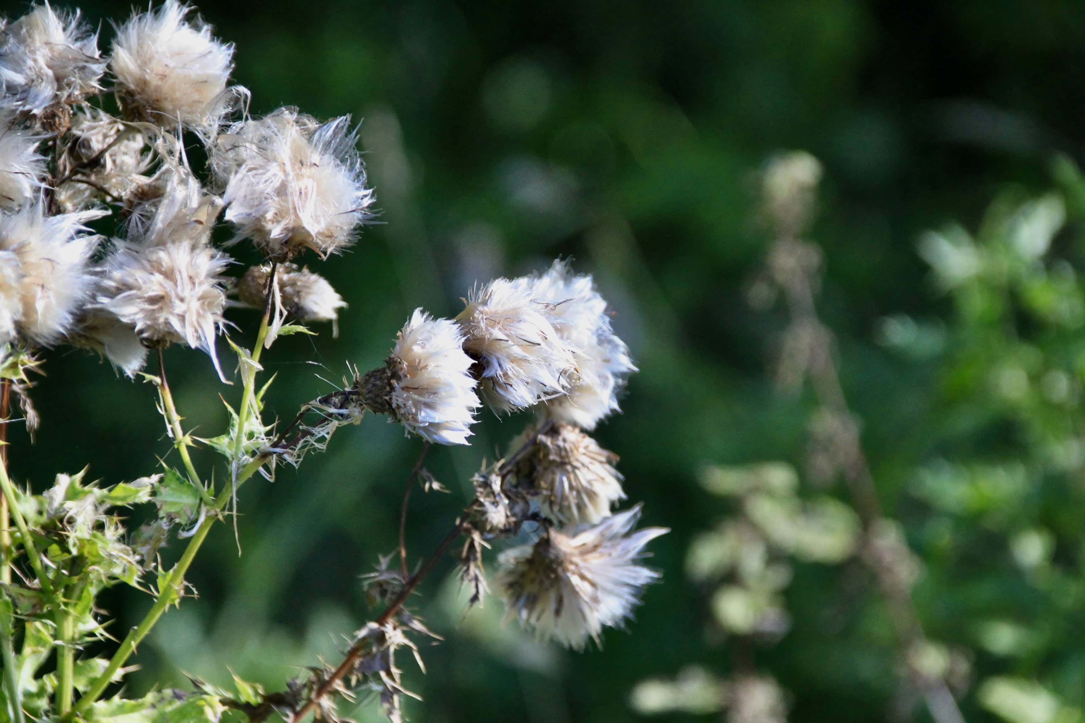 Creeping Thistle — FOTD Sep 19