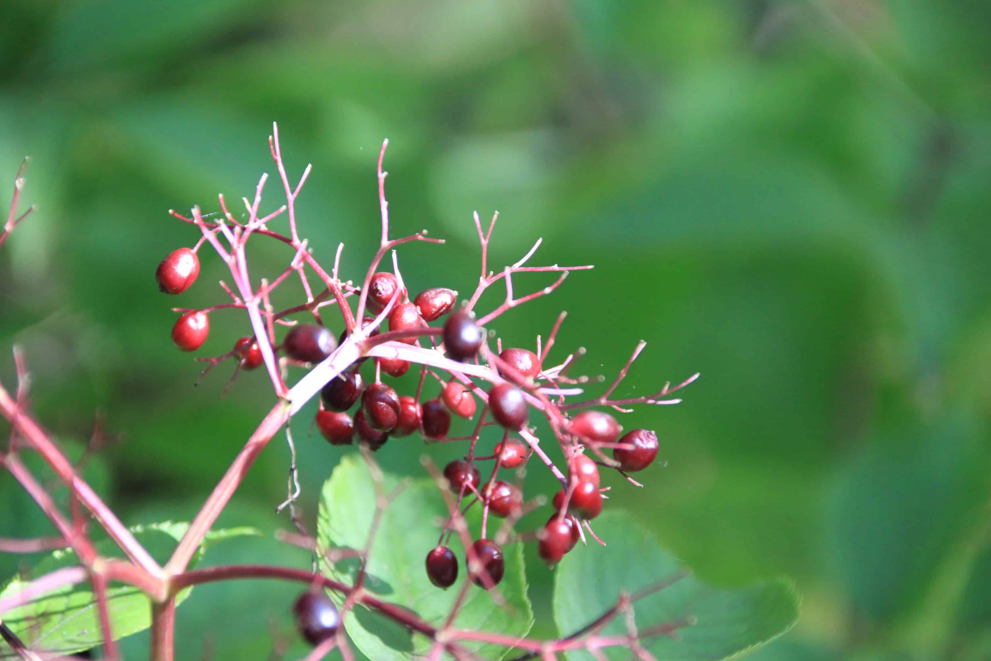 Elderberries — FOTD Sep 23