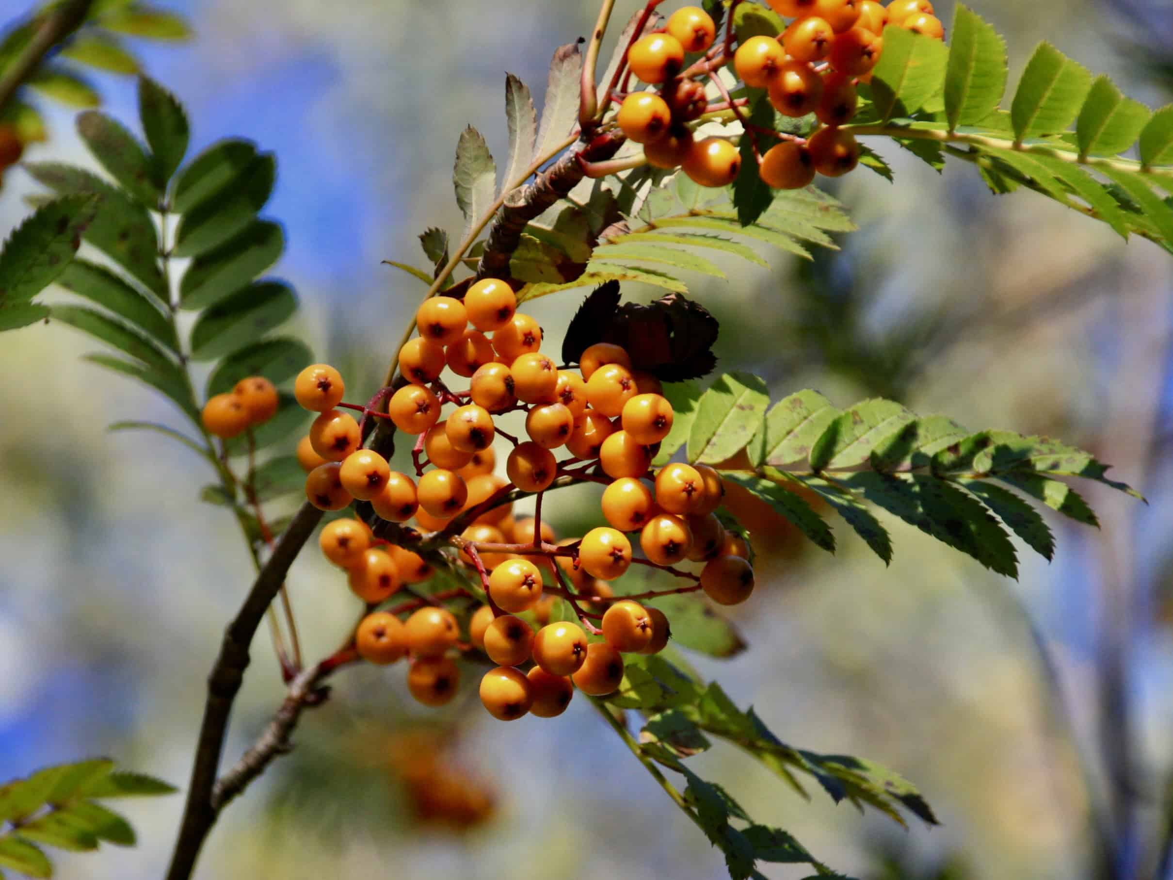 Rowen Berries — Weekend FOTD Sep 21/22