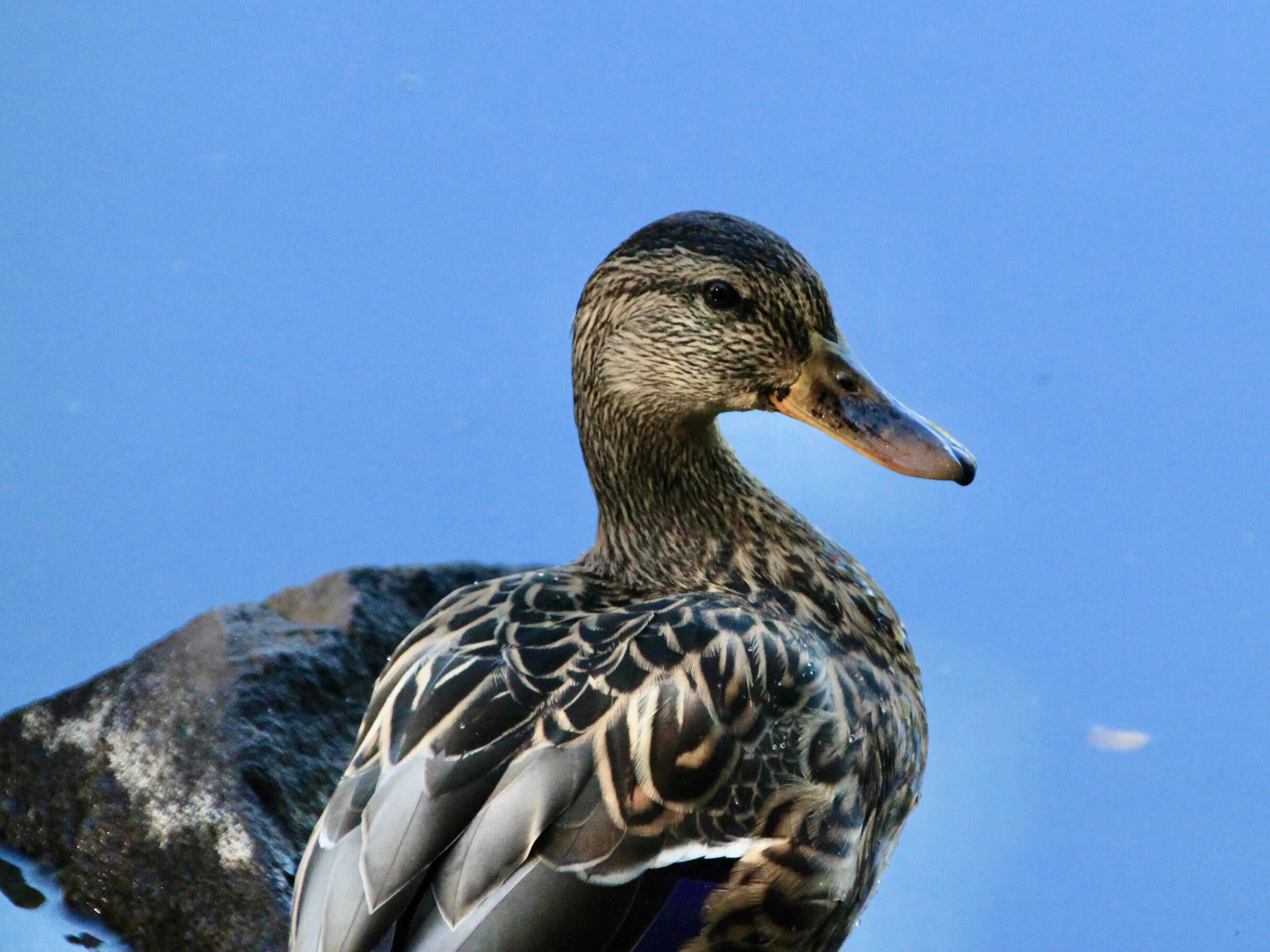 Mallard — Monday Portrait Sep 30
