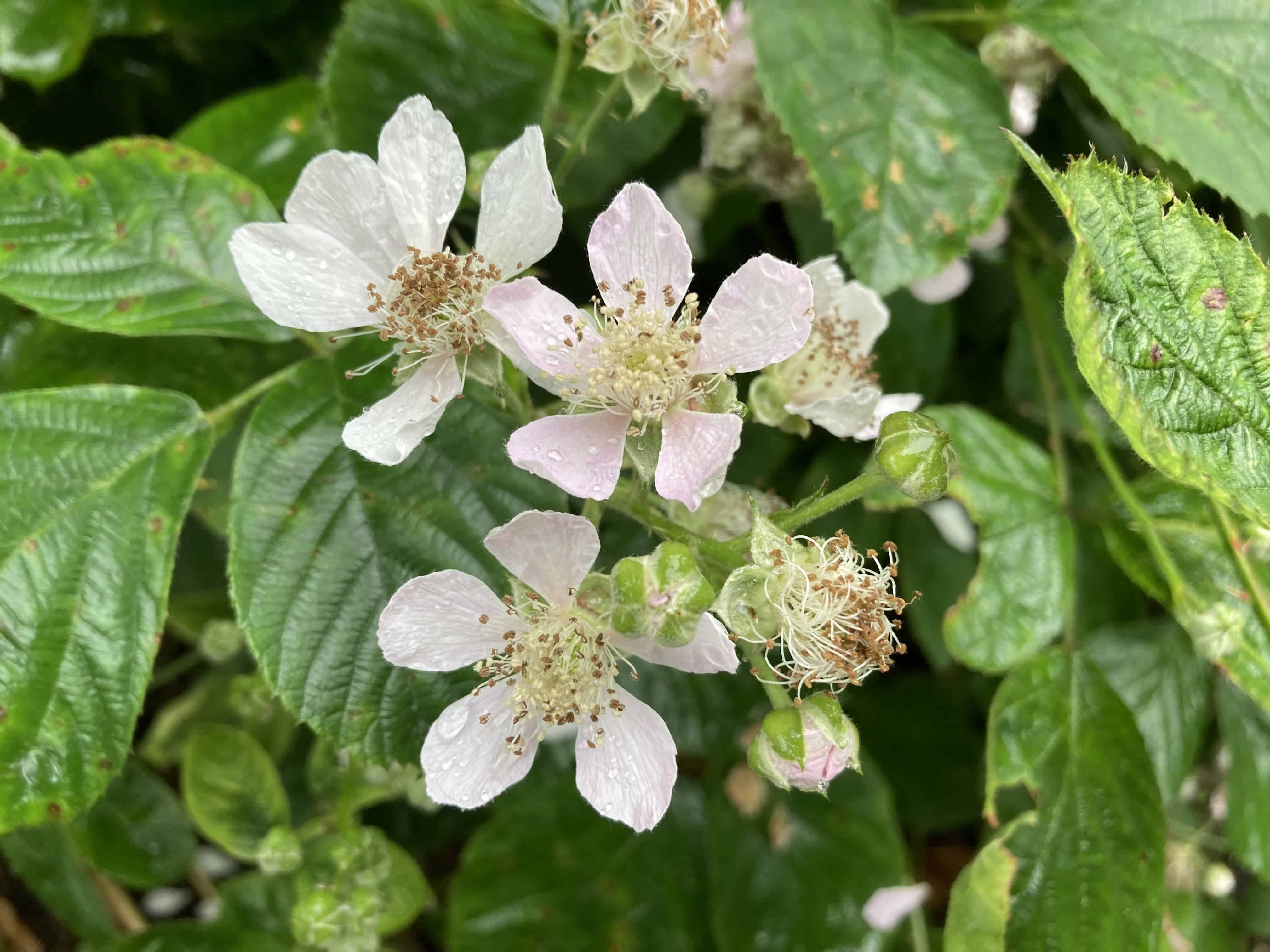Bramble Blossom — FOTD Sep 13