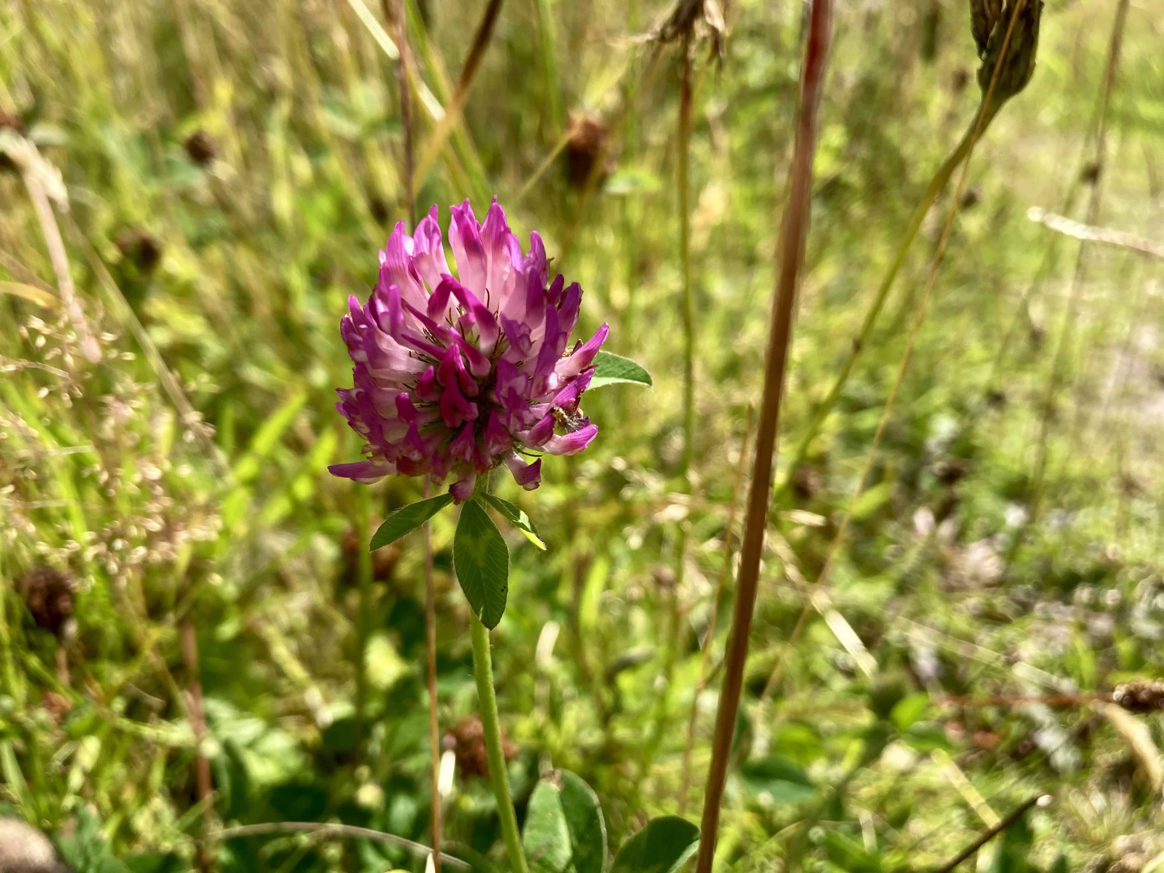 Red Clover — FOTD Sep 12