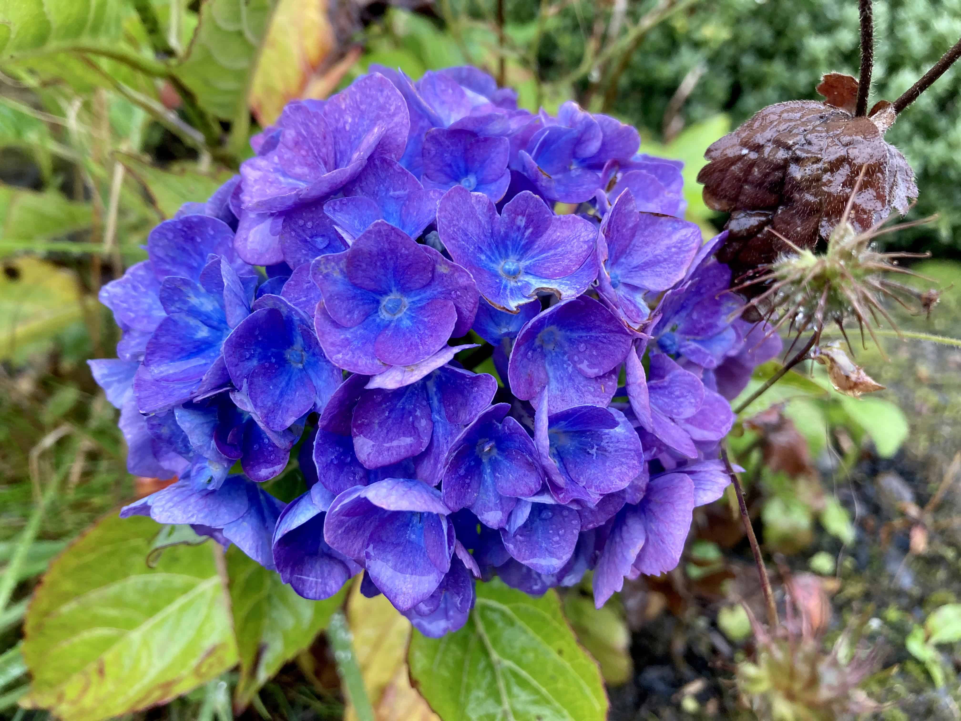 Hydrangea — Weekend FOTD Sep 07/08