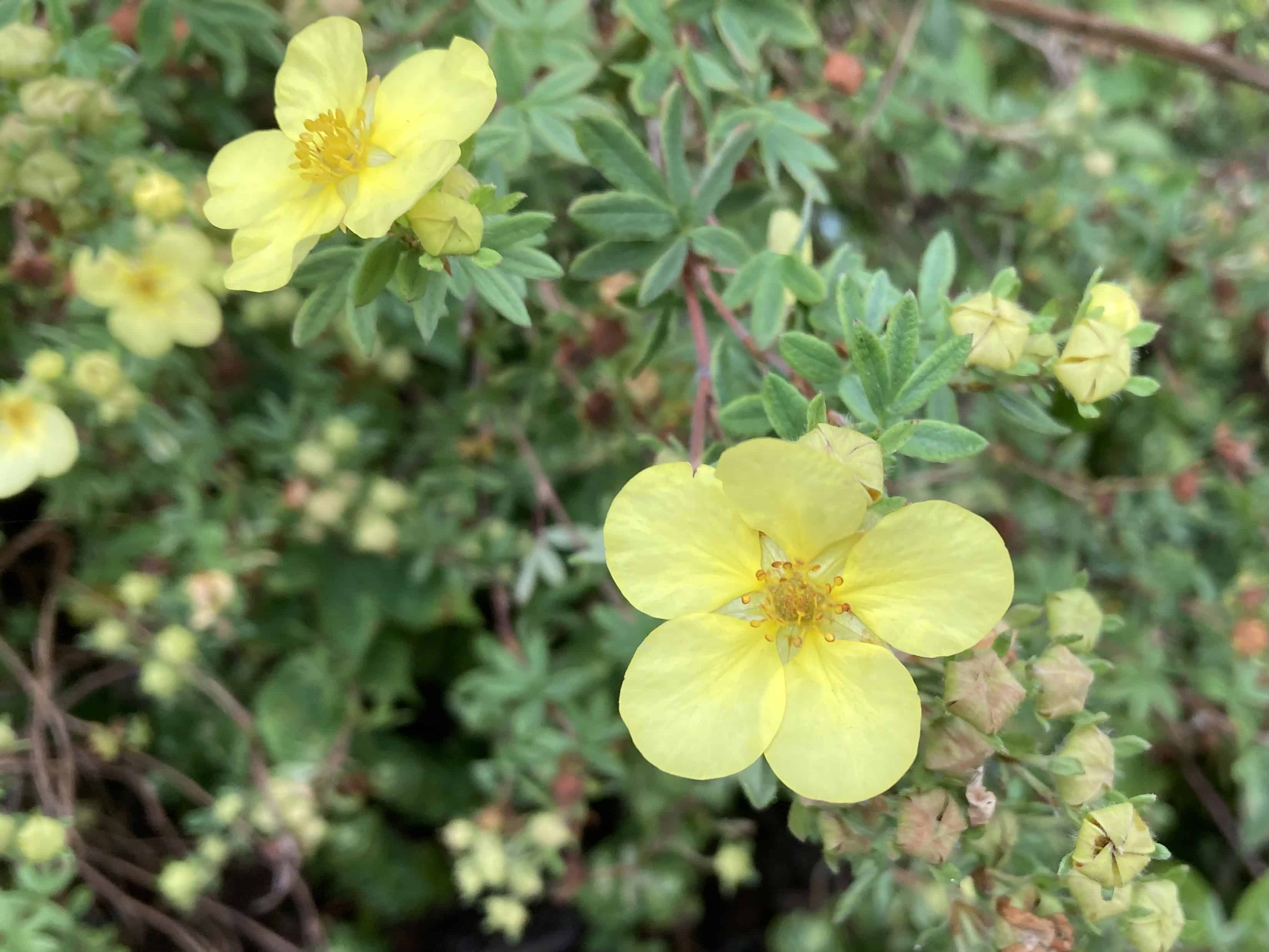 Shrubby Cinquefoil — FOTD Sep 09