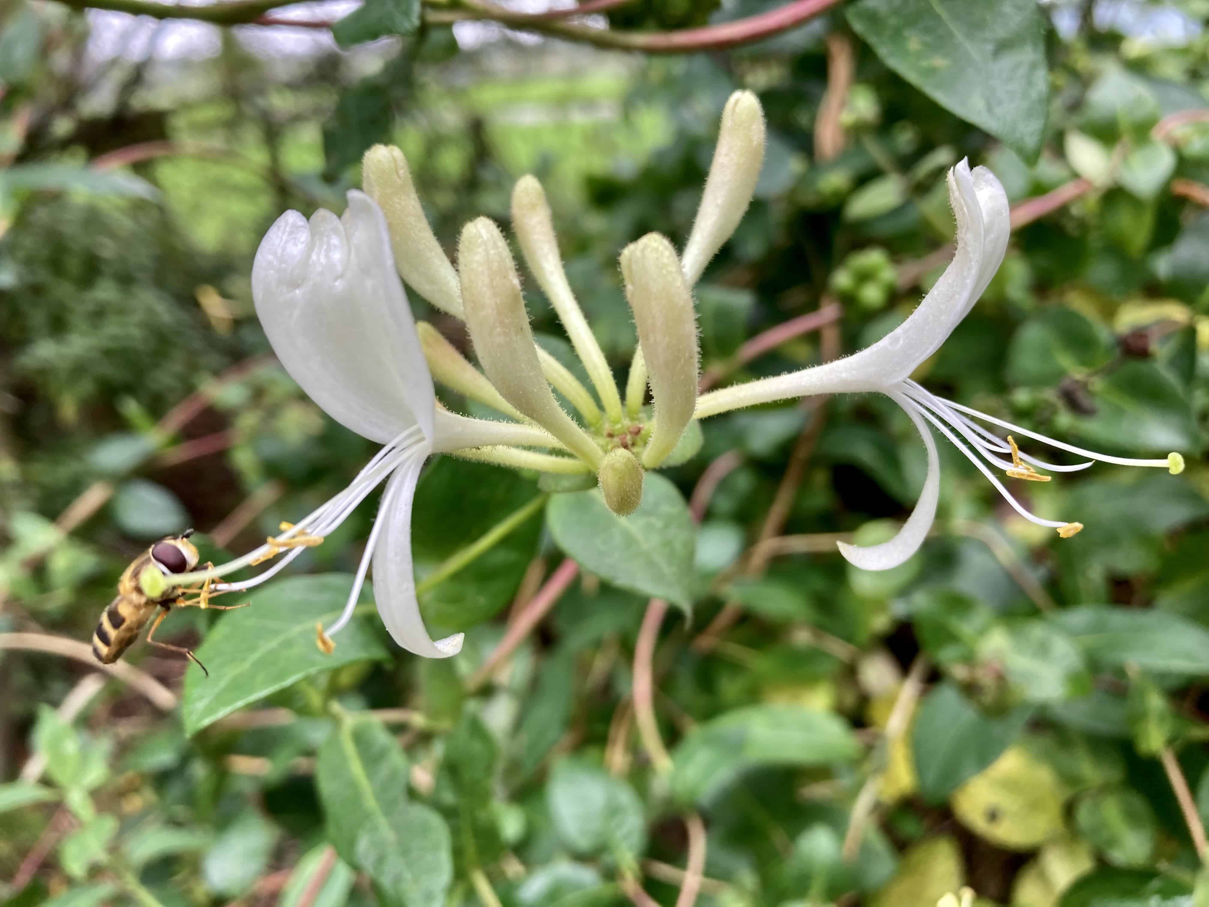 Honeysuckle — FOTD Sep 11