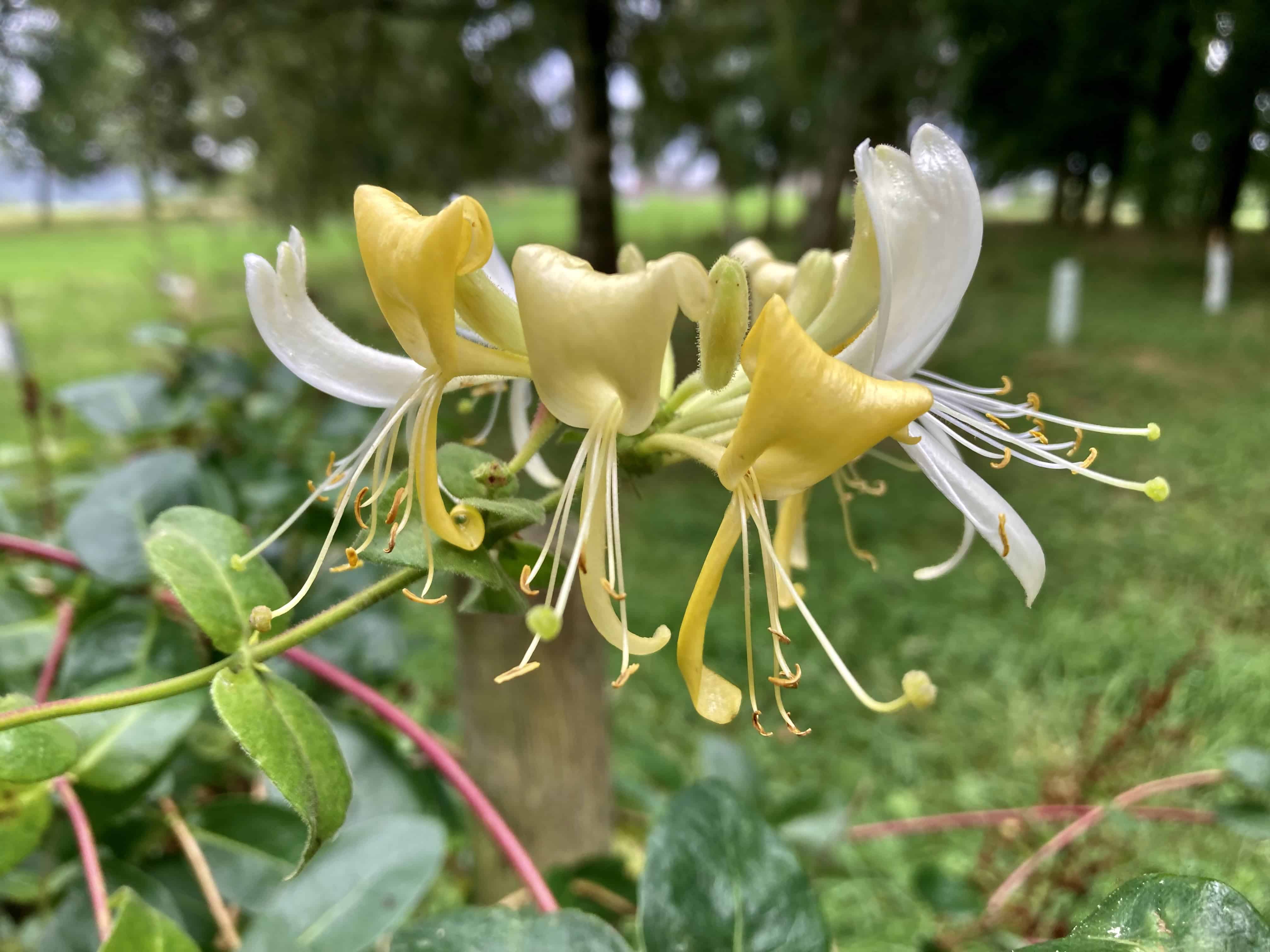 Honeysuckle — FOTD Sep 10