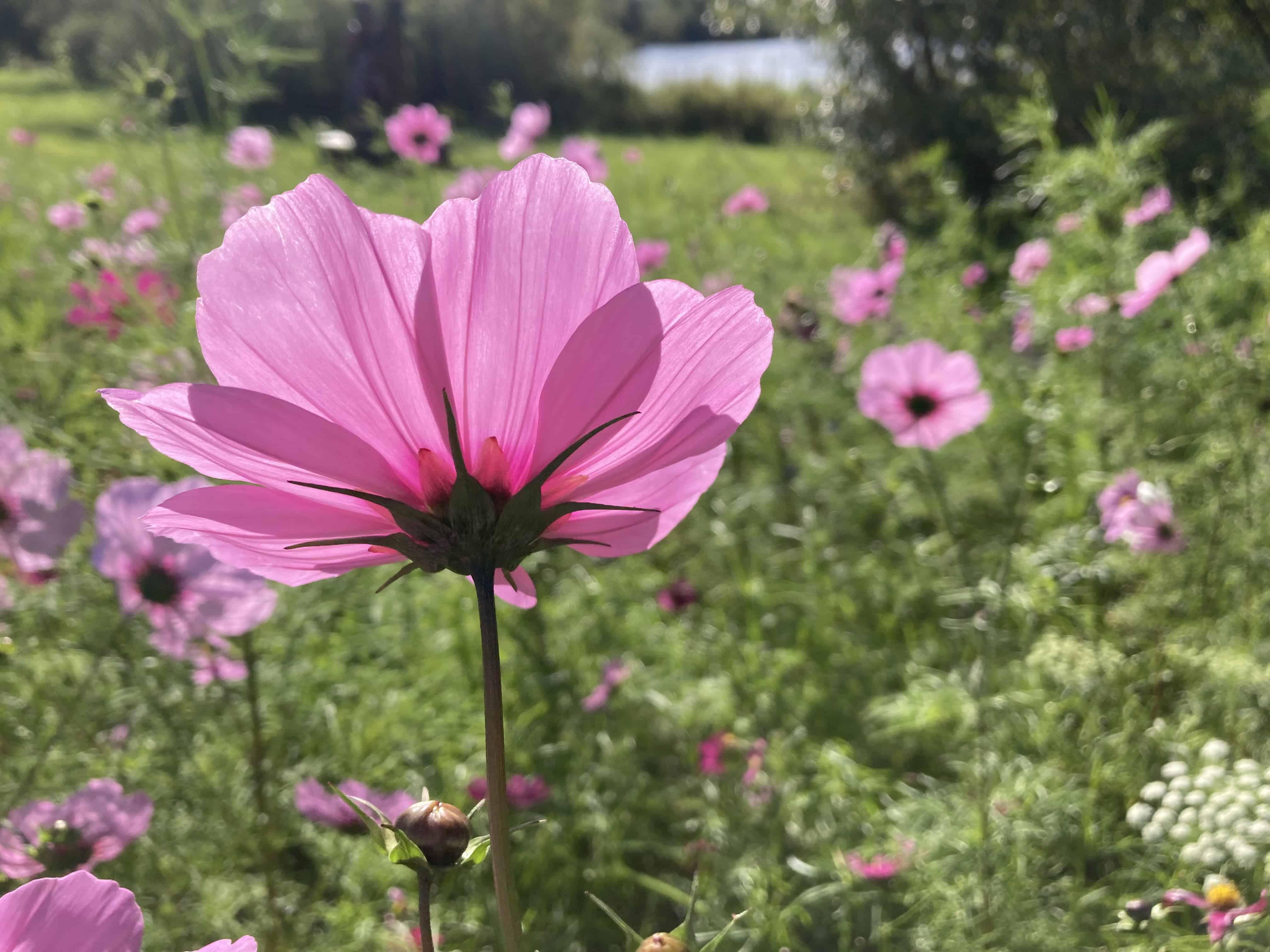 Garden Cosmos — FOTD Sep 17