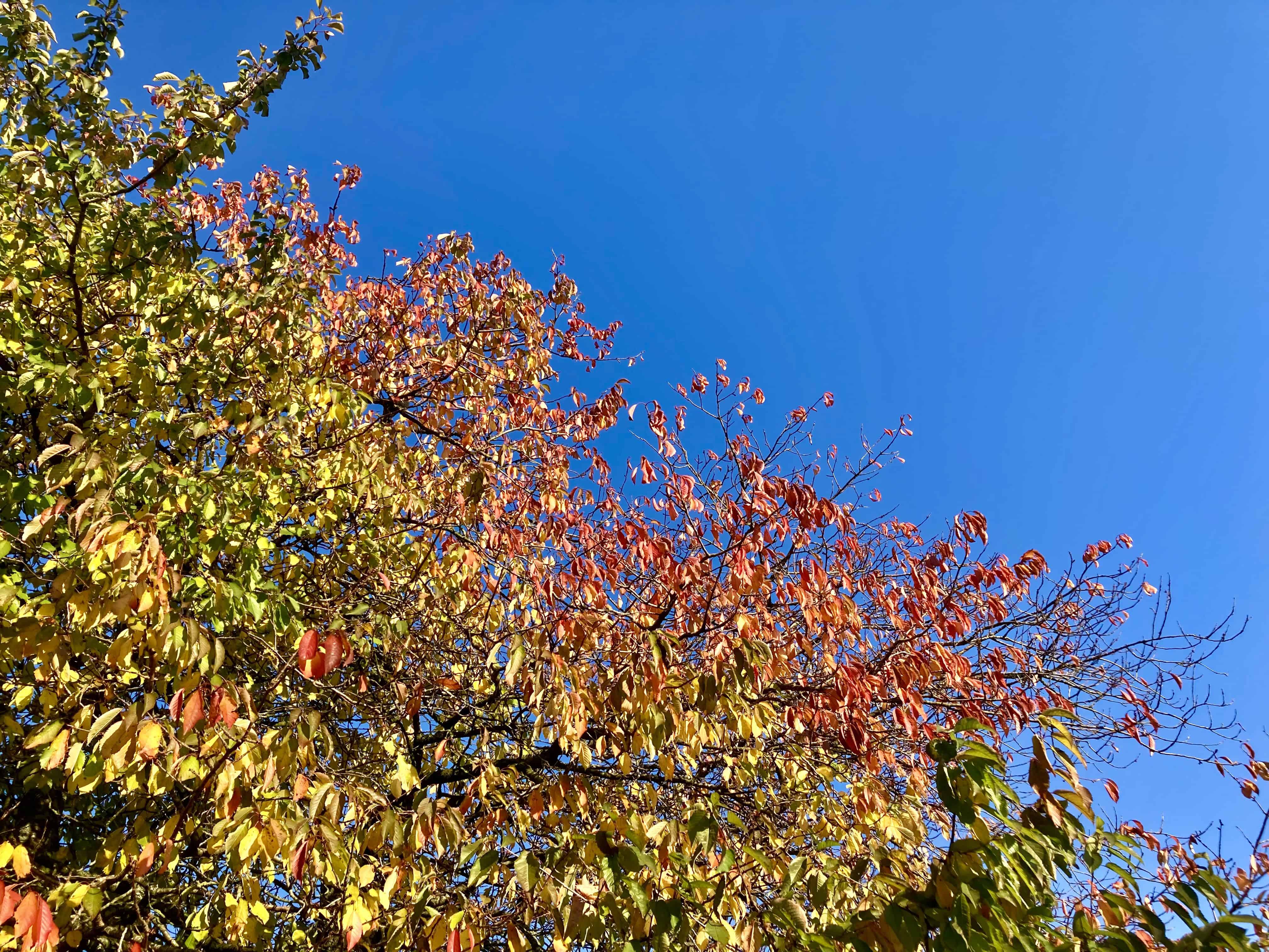 Autumn Tree — FOTD Oct 18